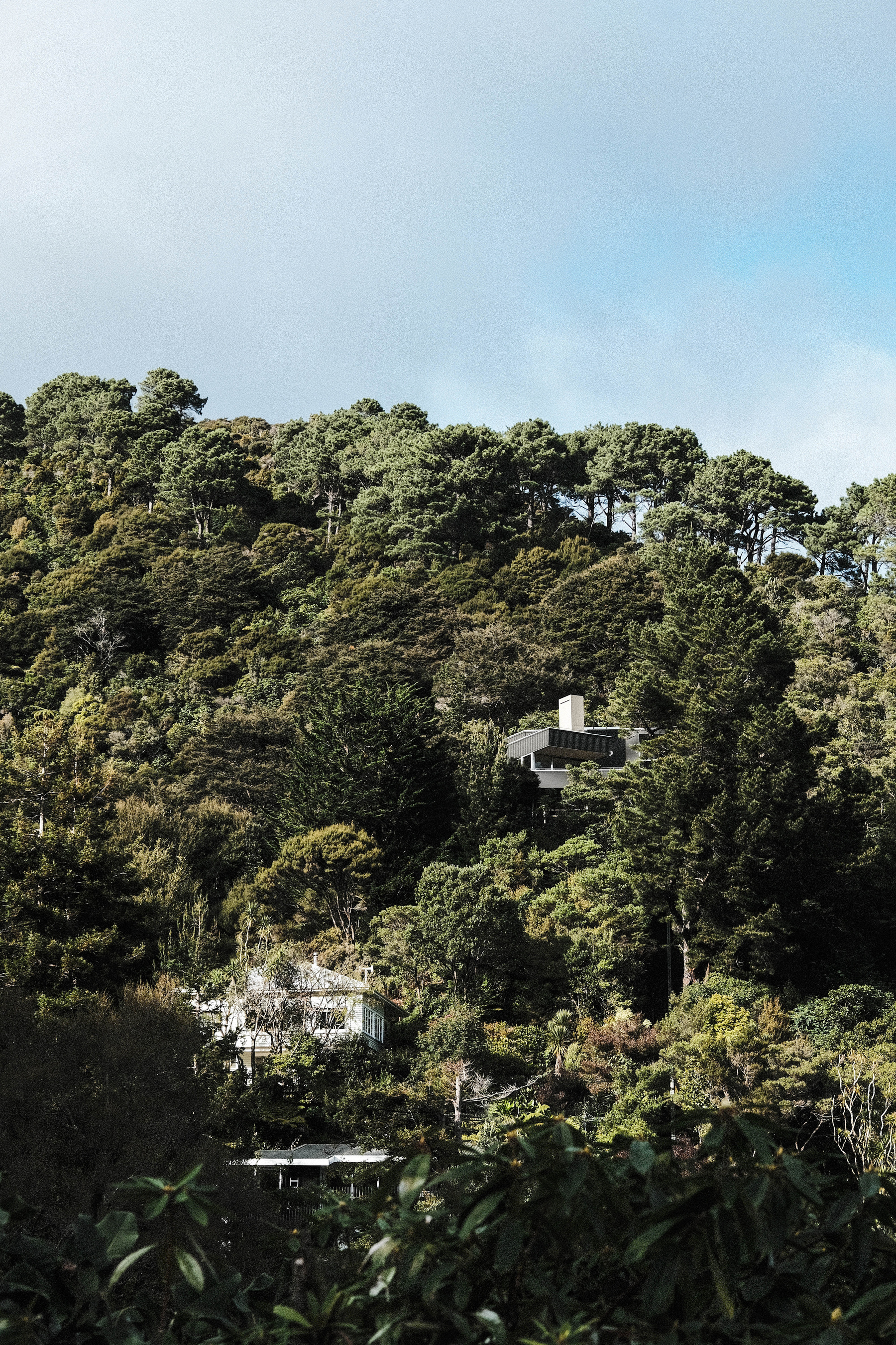 Houses nestled in the trees of a hillside