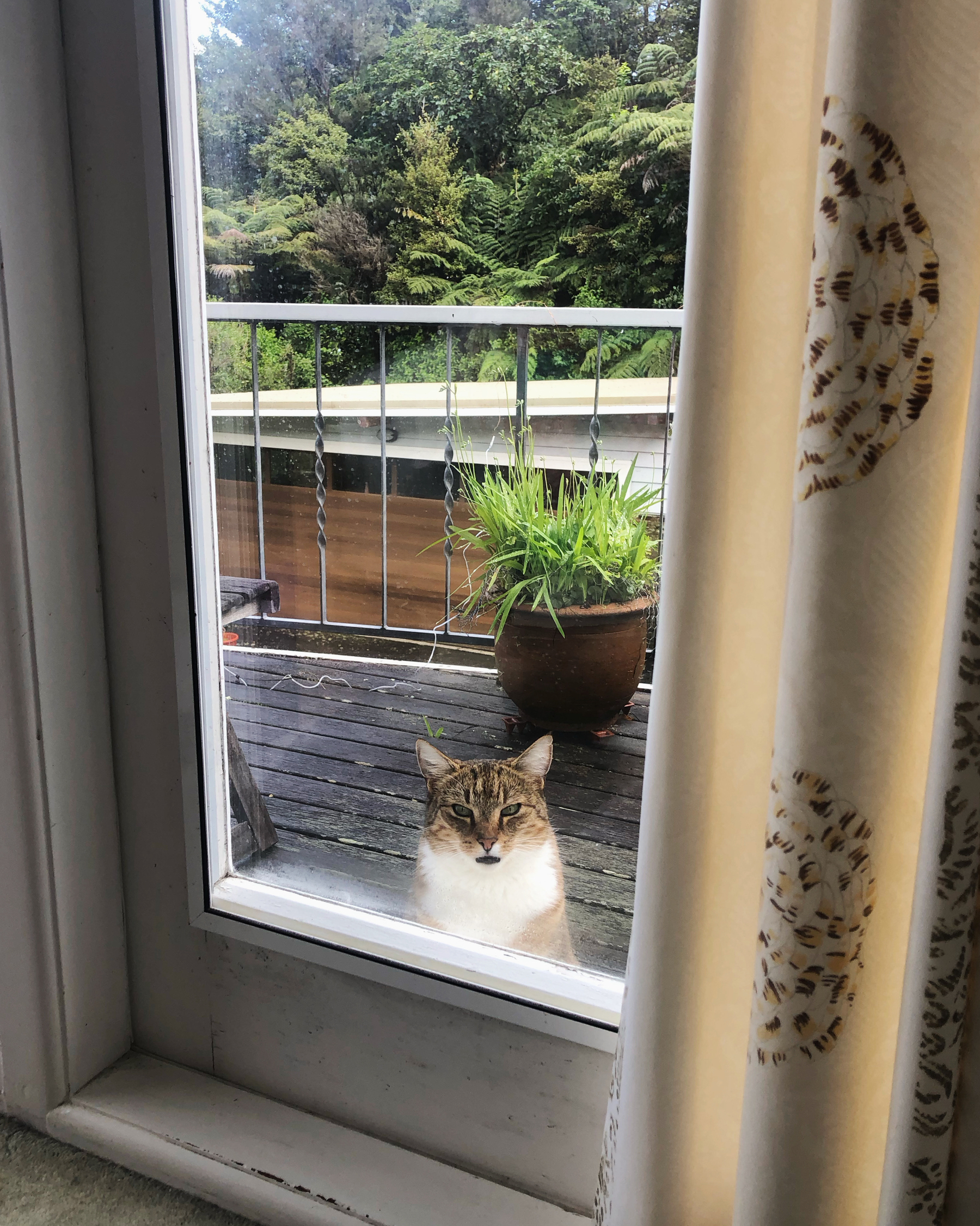 A tabby cat looks through a glass door expectantly