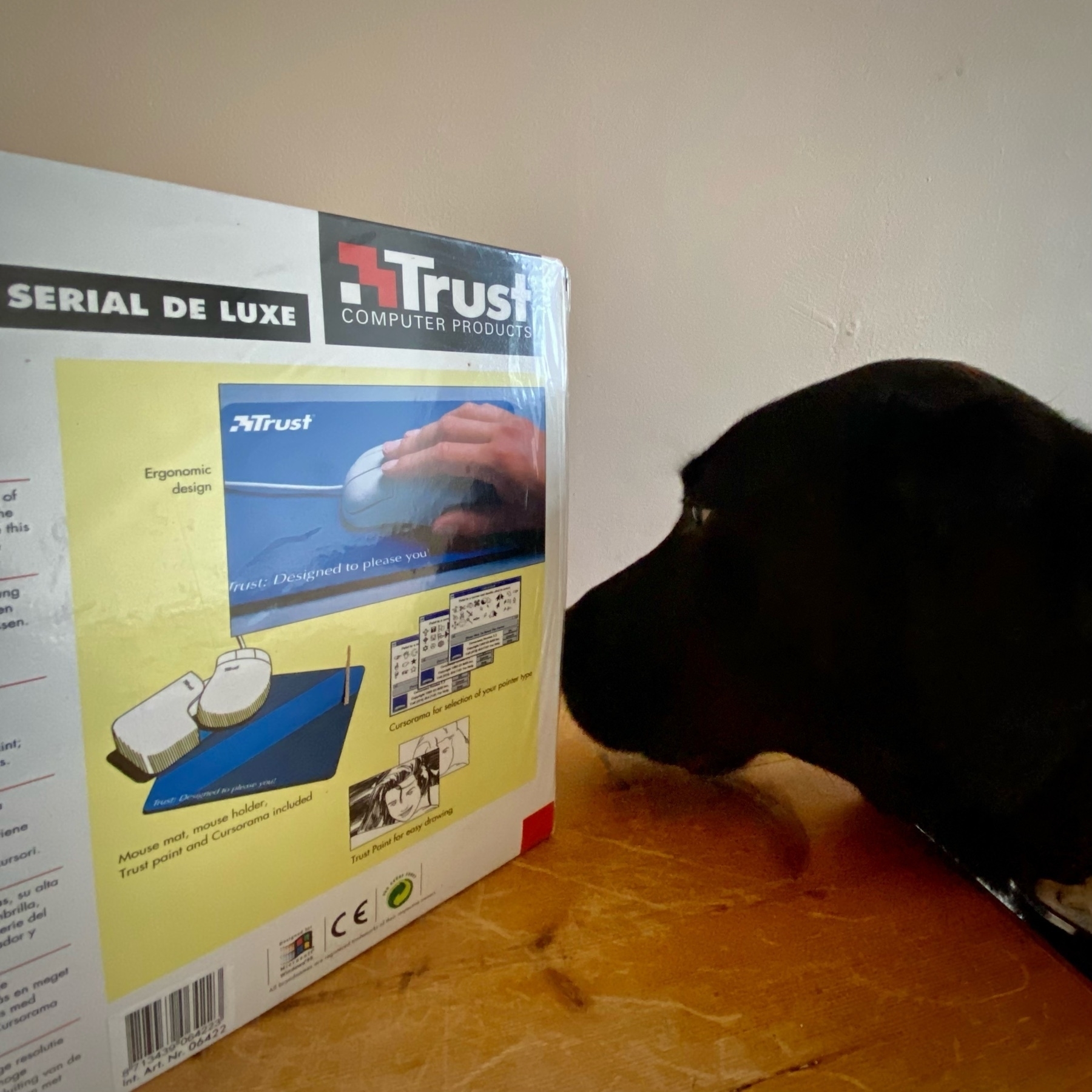 a black Labrador dog sniffs the box with suspicion 