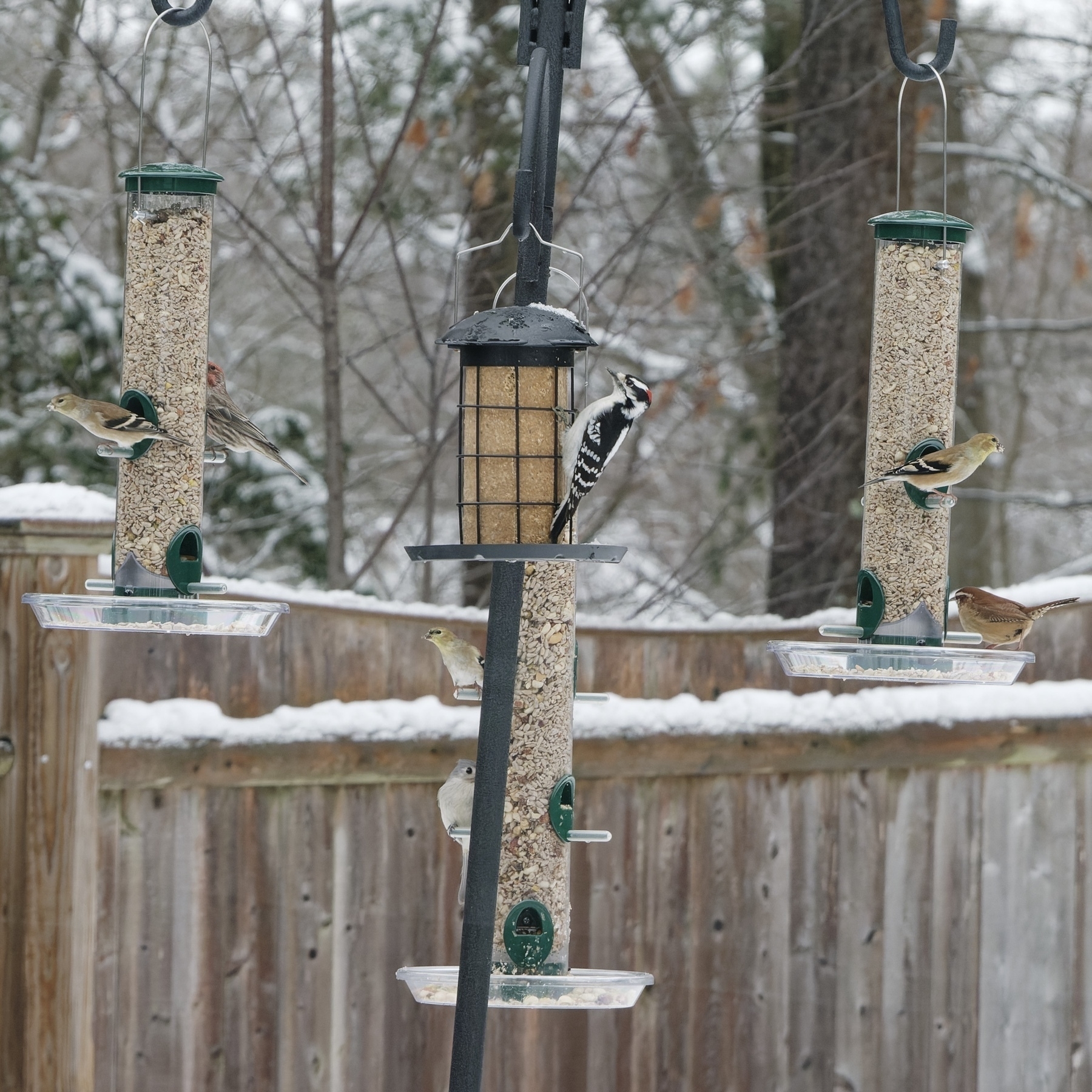 birds at backyard feeder, snowy fence in background