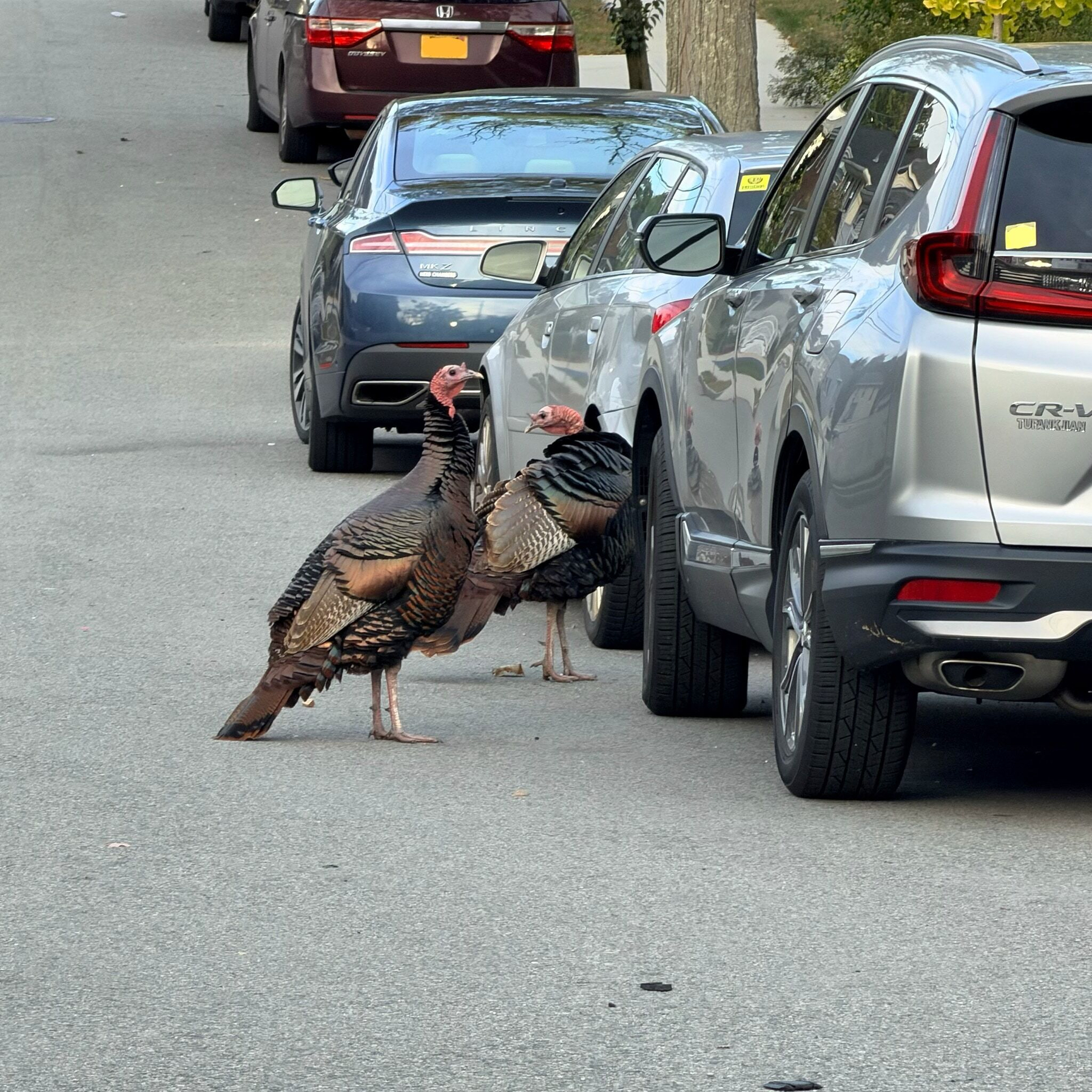 2 wild turkeys approaching a line of parked vehicles