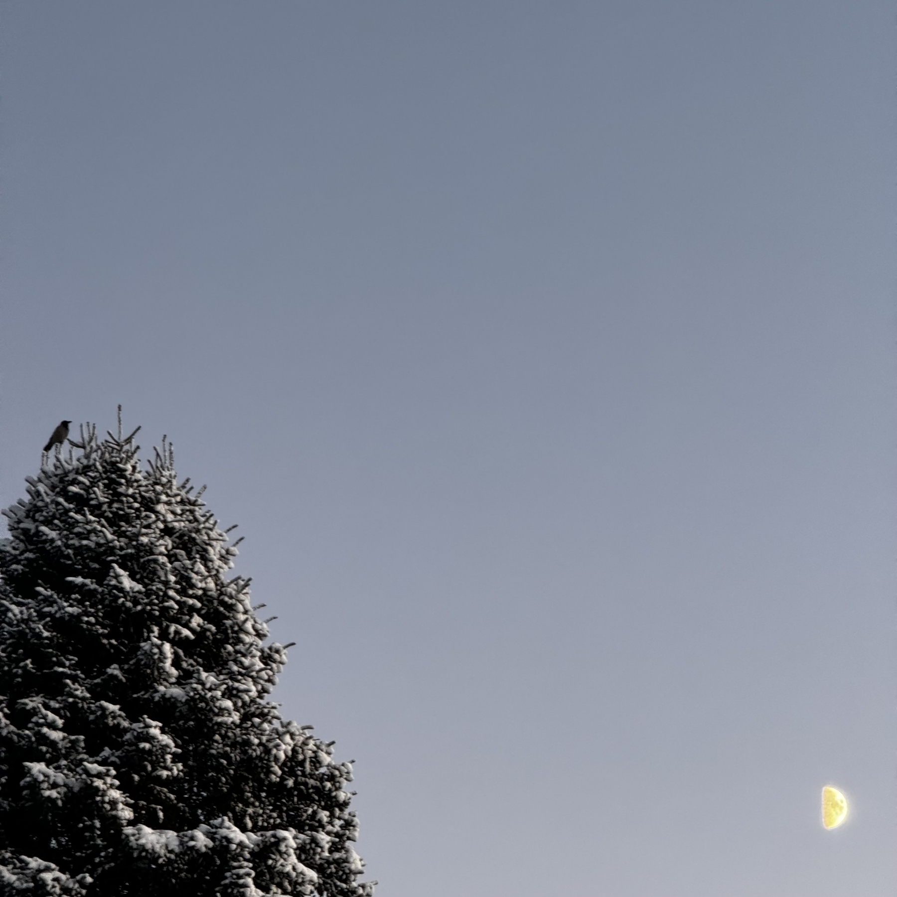 Kråke i toppen av et snødekt grantre. Halvmåne på blå himmel. 