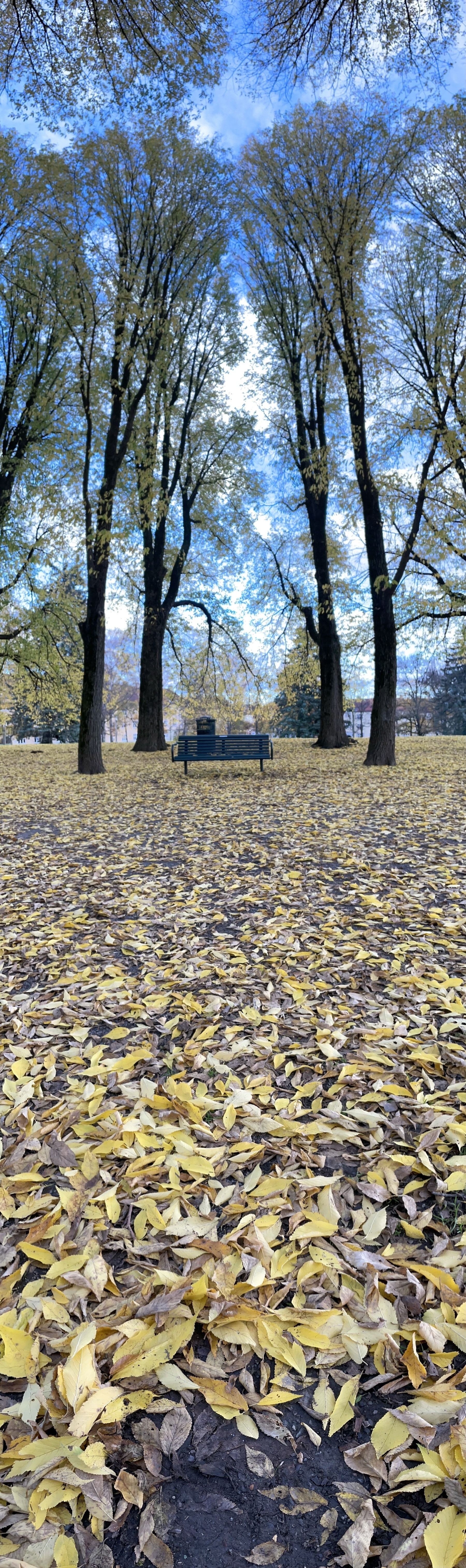 Picture of a bench in a park taken panorama style down and up