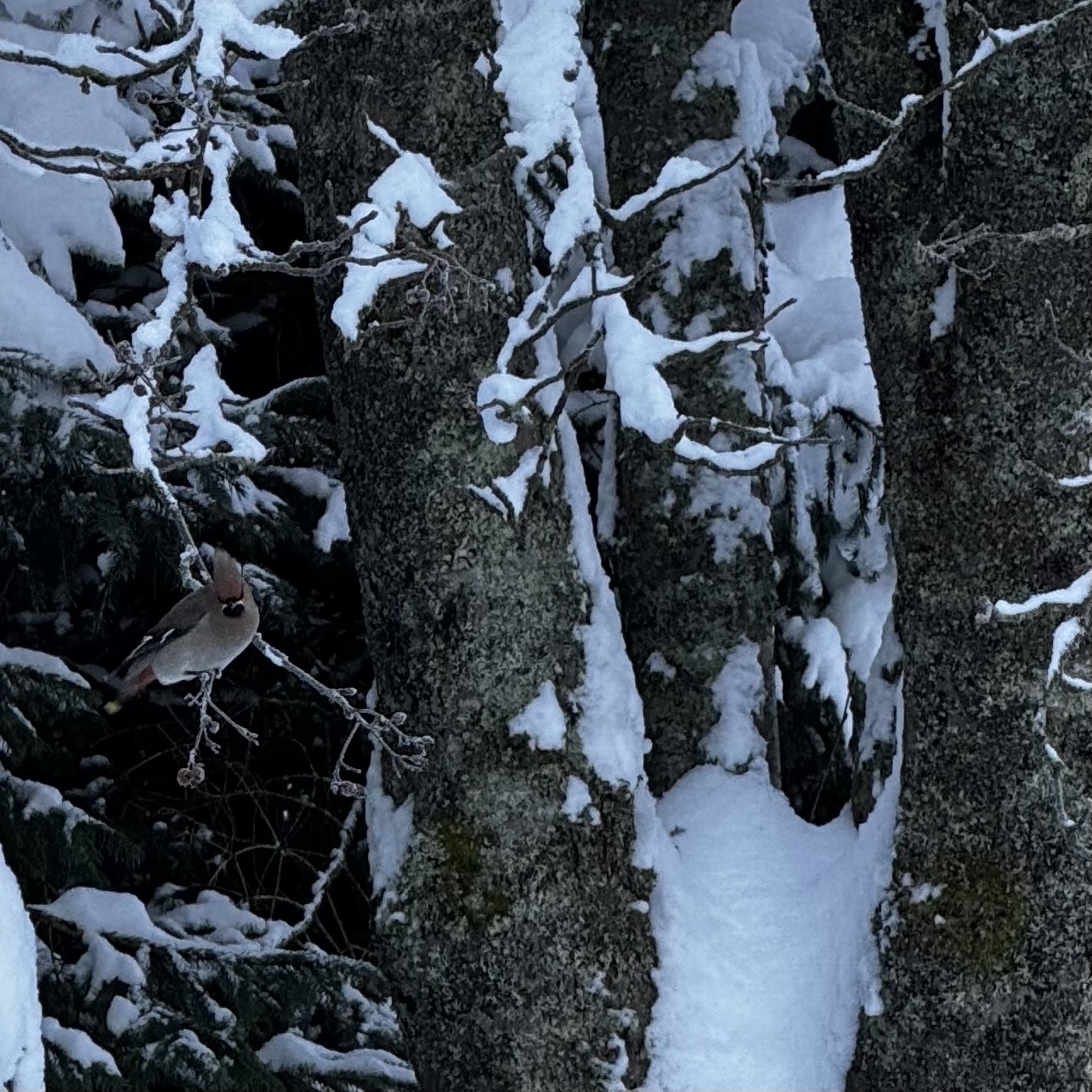 En Sidensvans i et snødekt tre