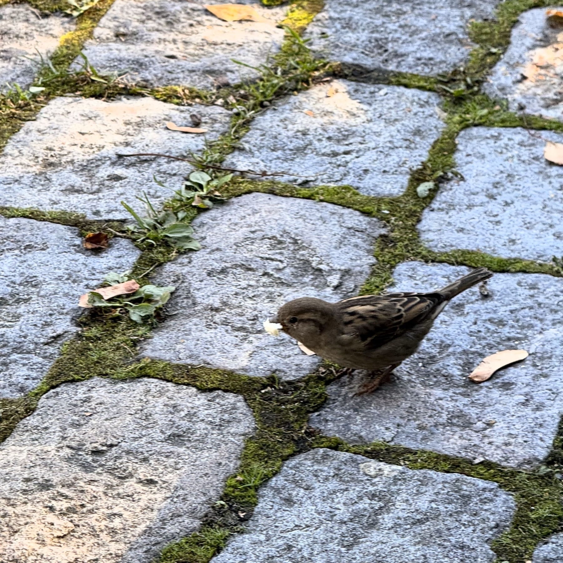 A small bird is standing on a moss-covered cobblestone path, holding a piece of food in its beak.