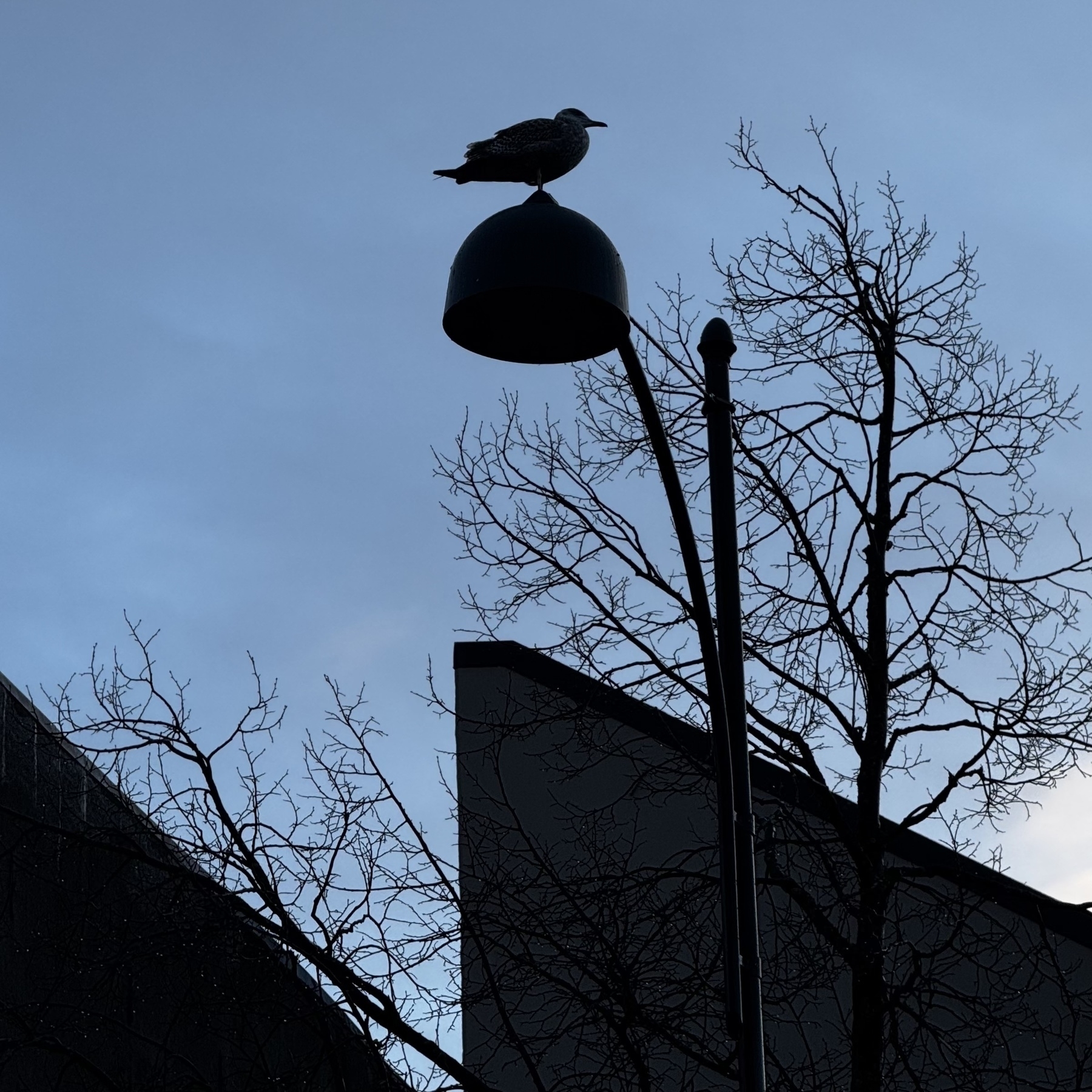 A bird perches on top of a lamppost against a backdrop of a tree with bare branches.