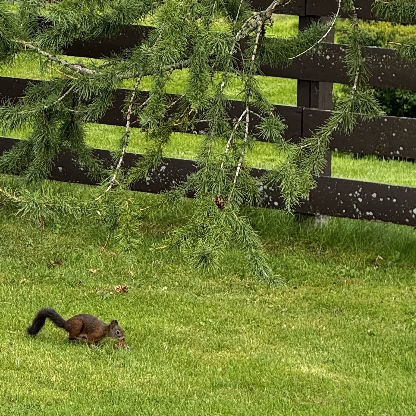 A squirrel is on a grassy lawn beneath overhanging branches and a wooden fence.