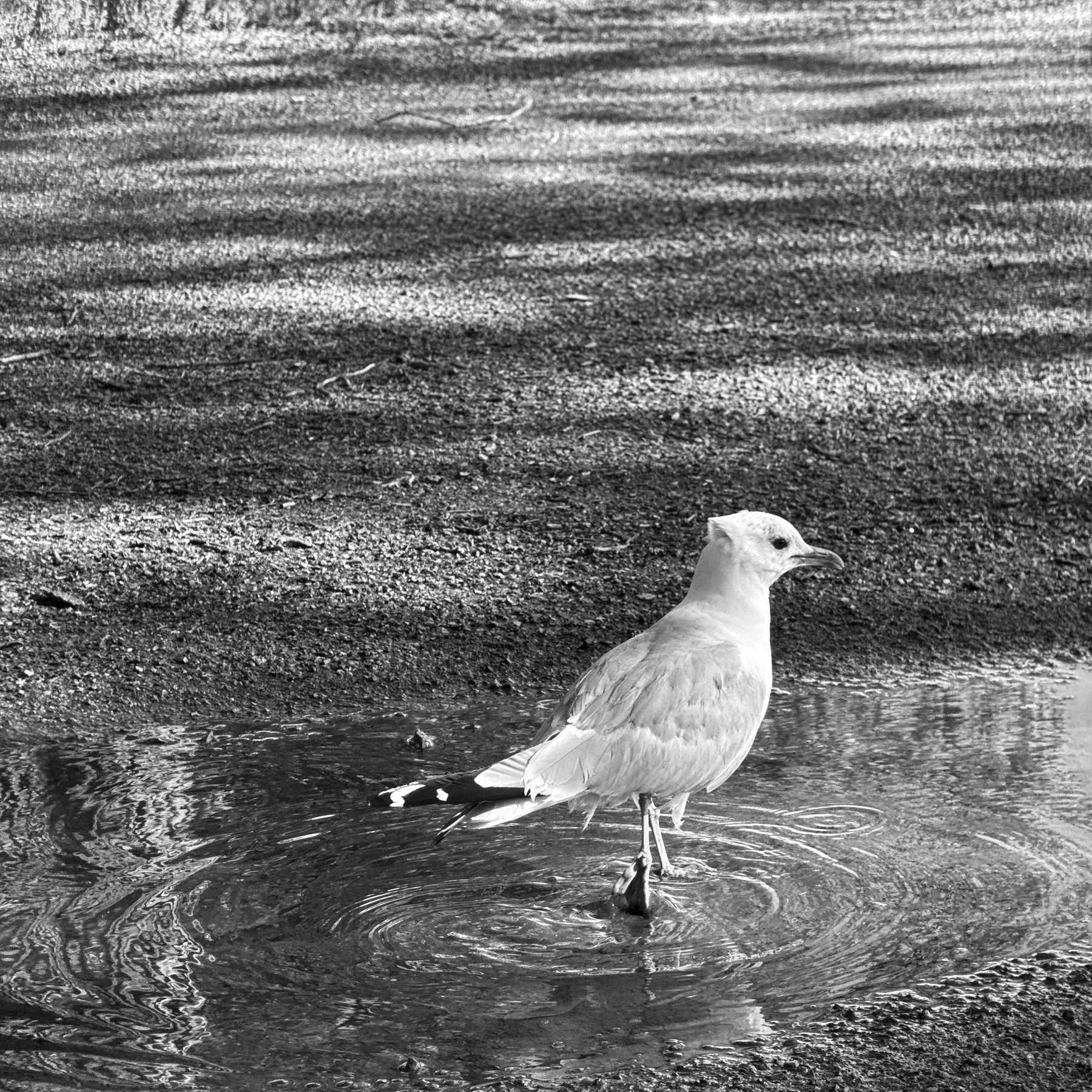 A seagull stands in a small puddle on a gravel surface, with shadows and light playing across the ground.