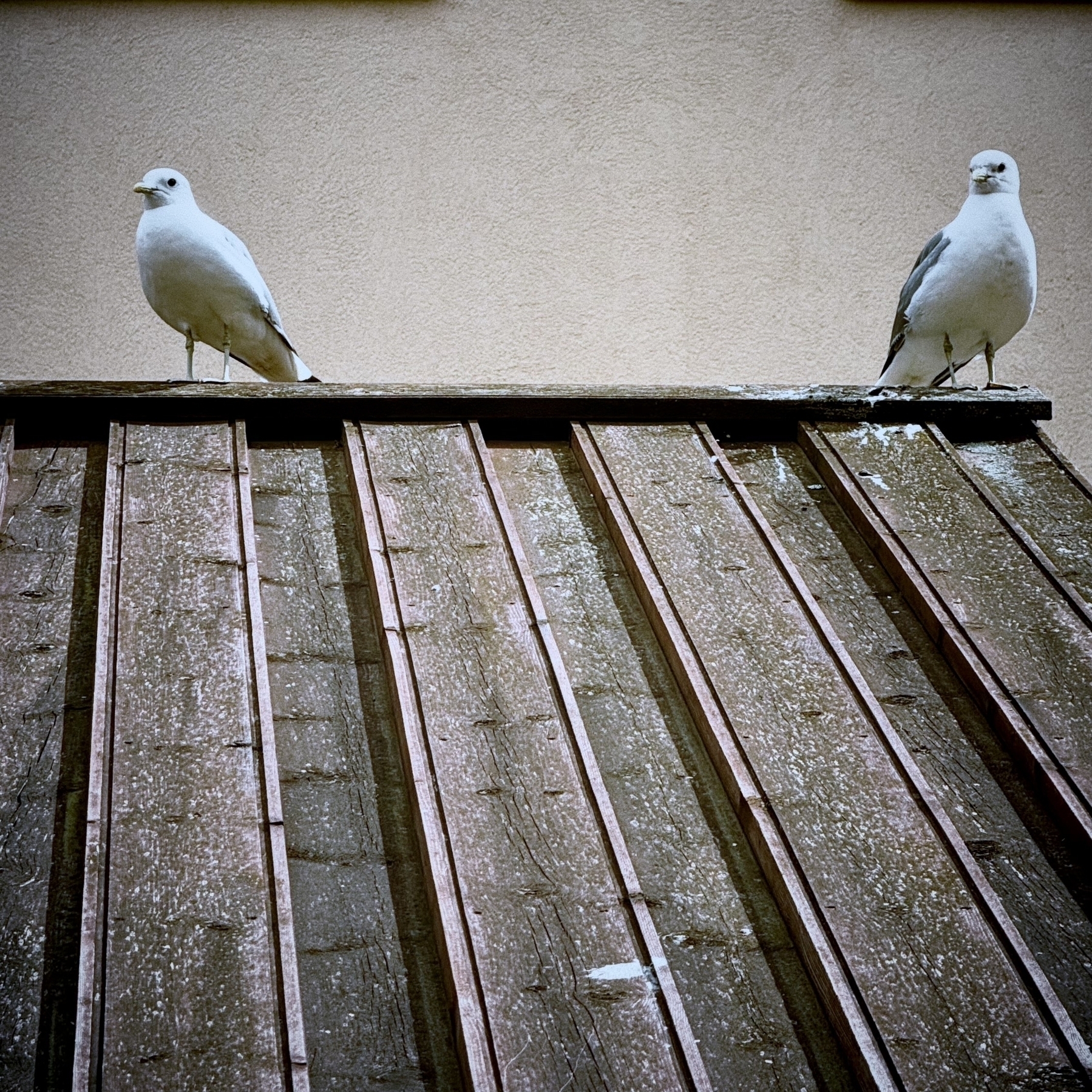 Two seagulls are perched on the edge of a slanted wooden roof.