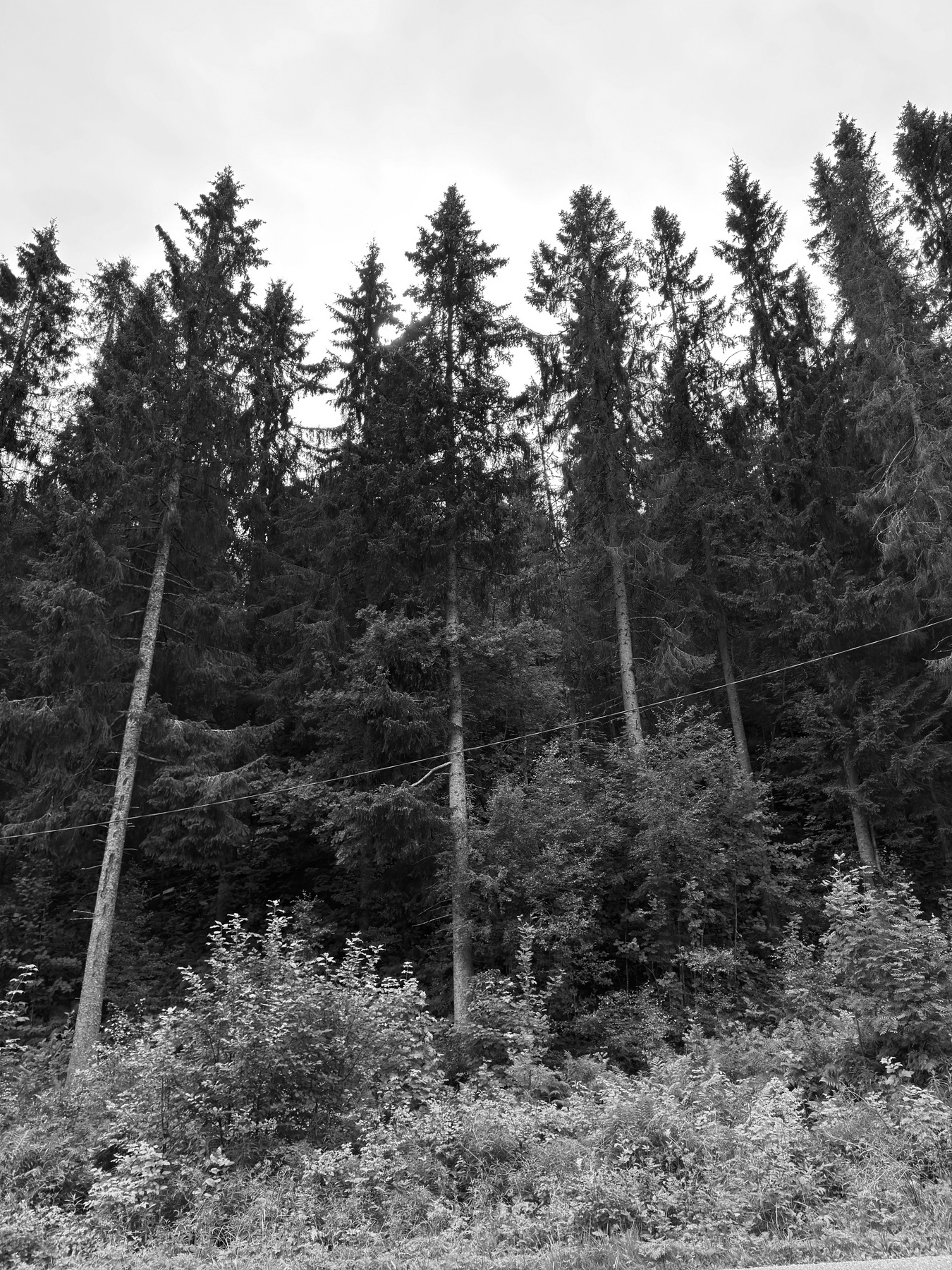 A densely wooded forest with towering evergreen trees and lush undergrowth is featured, beneath an overcast sky.// detaljer fra kyvannsbakken