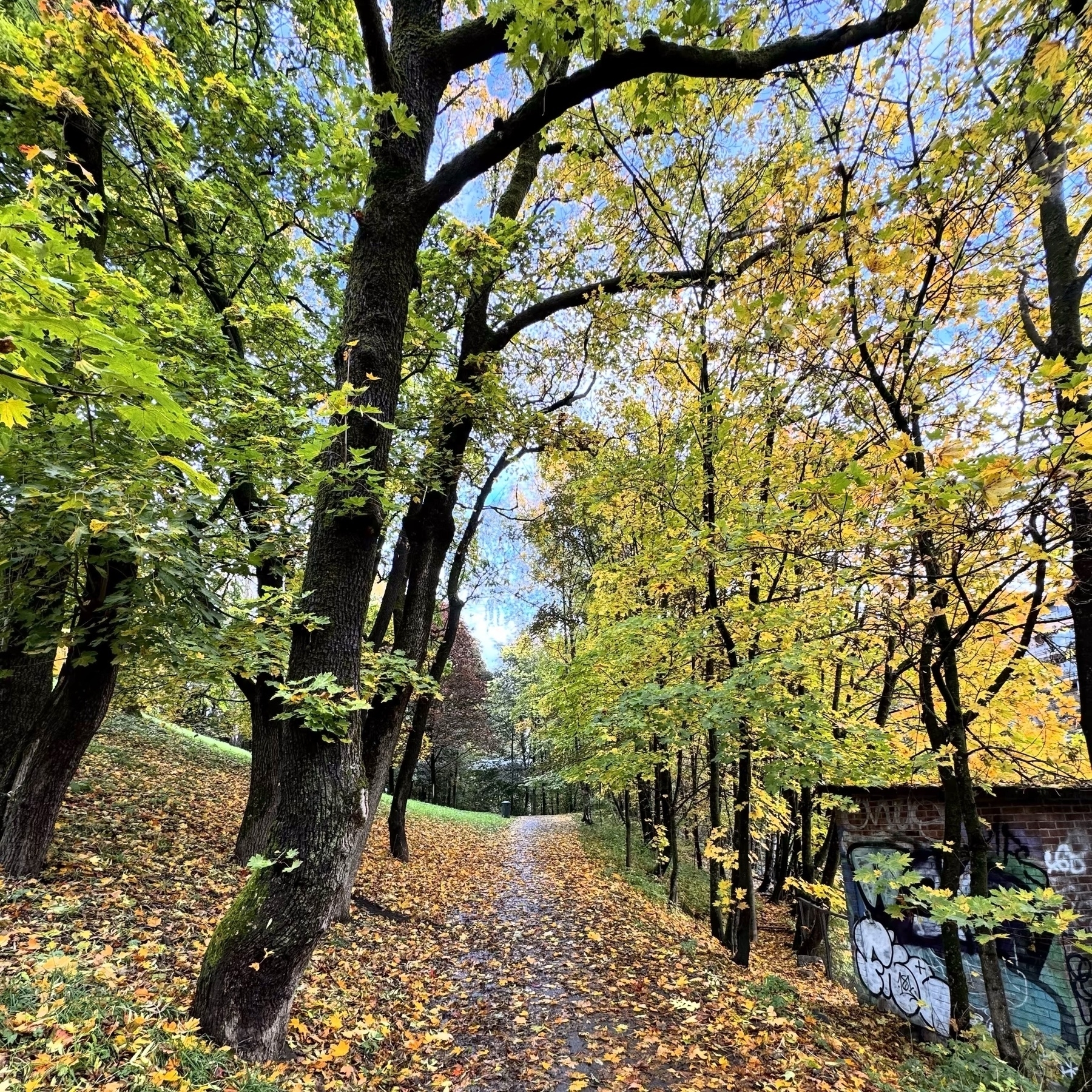 A serene pathway winds through a lush park with tall trees, displaying a mix of green and yellow leaves, accompanied by a graffiti-covered structure to the right.