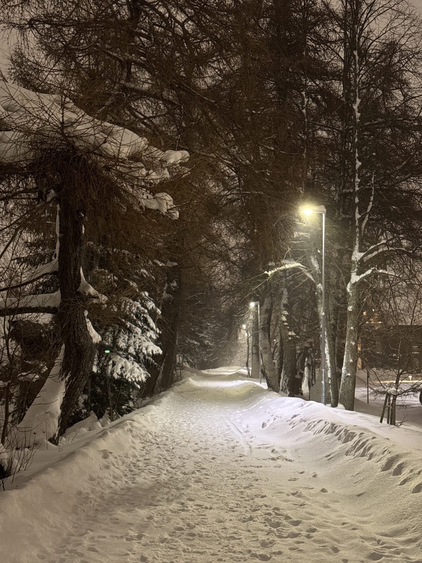 A snow-covered pathway lined with trees and illuminated by streetlights at night.