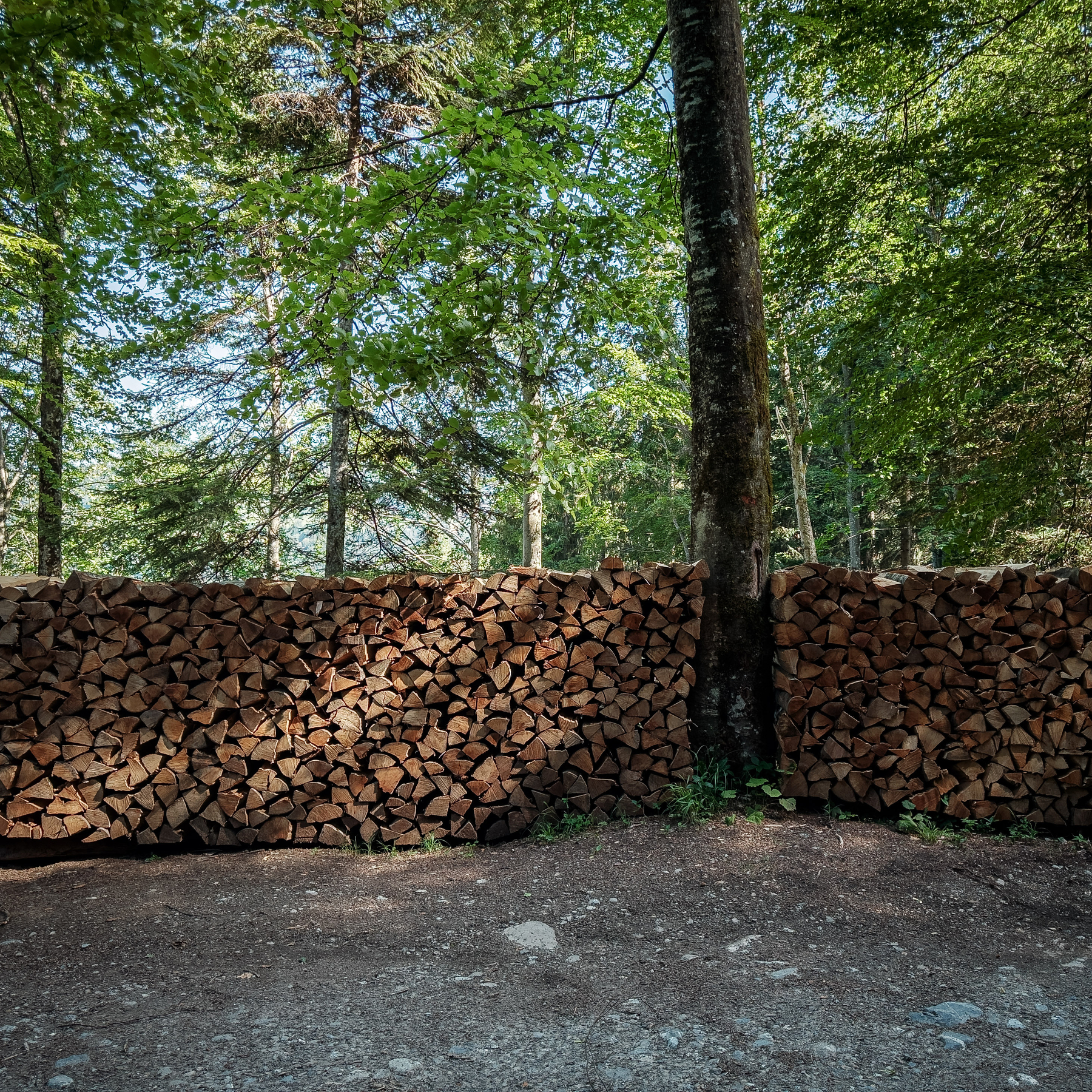 Auto-generated description: Une pile soigneusement empilée de bois de chauffage est placée dans une forêt, avec un arbre qui pousse au milieu de la pile.