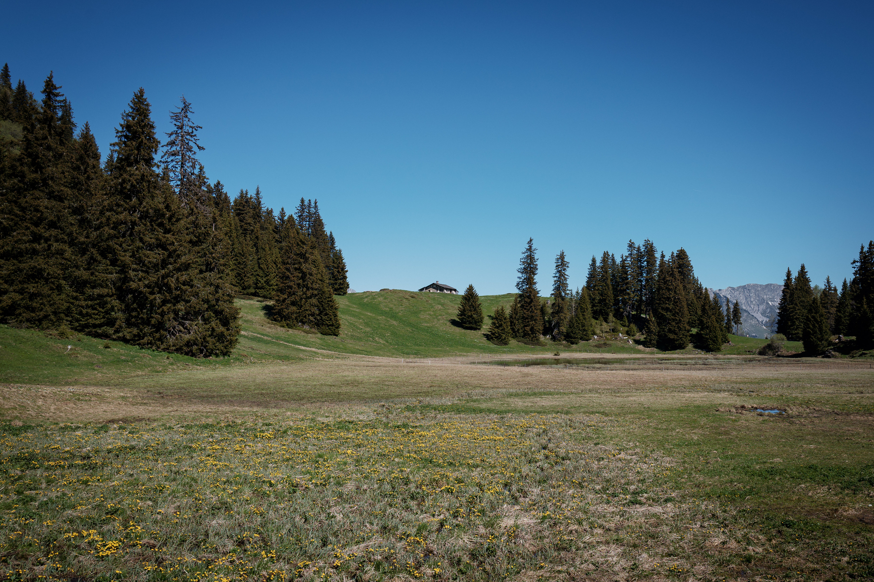 Auto-generated description: Un paysage de prairie verdoyante bordée d'arbres avec des montagnes au loin sous un ciel bleu.