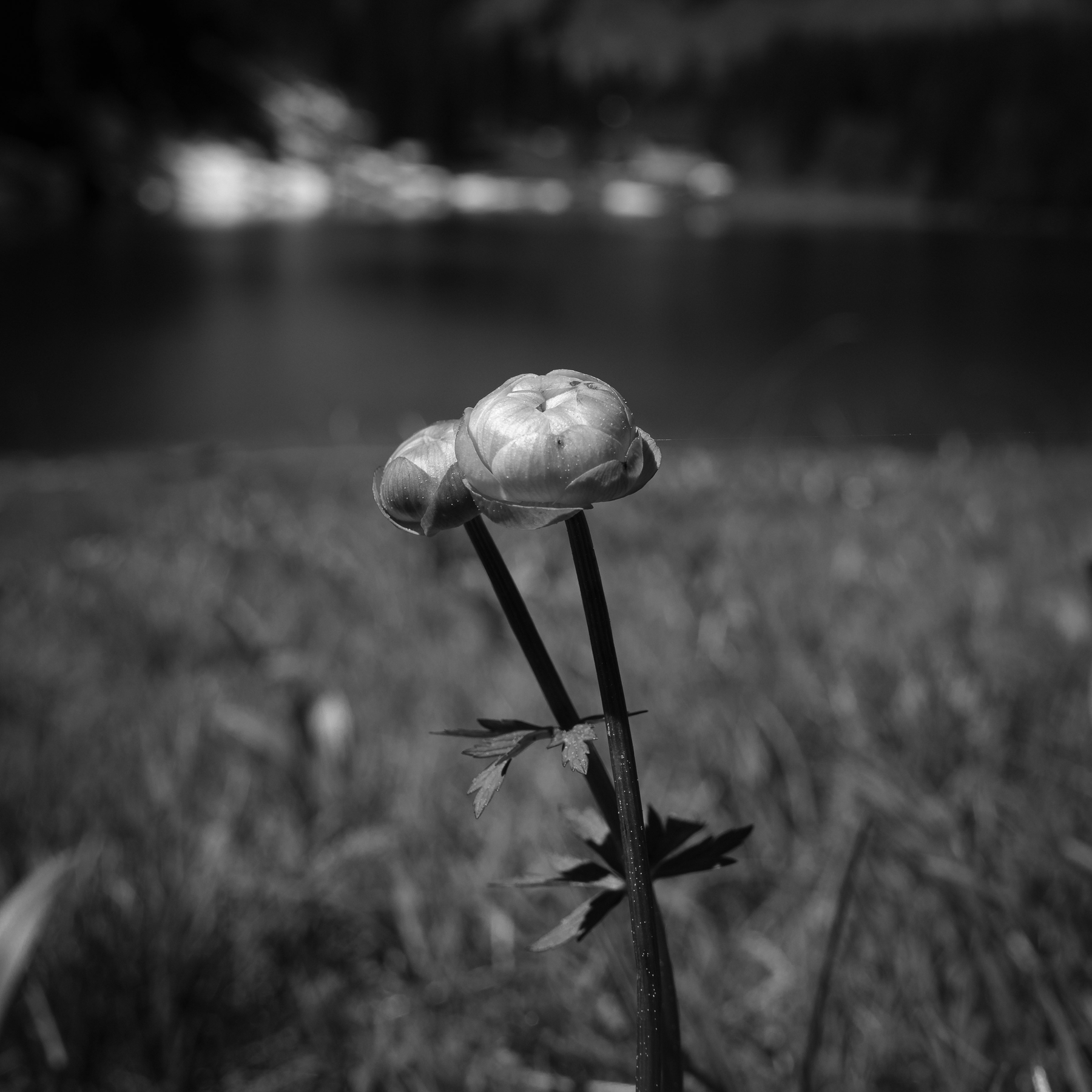 Auto-generated description: Une fleur en noir et blanc est mise en avant dans un paysage flou en arrière-plan.