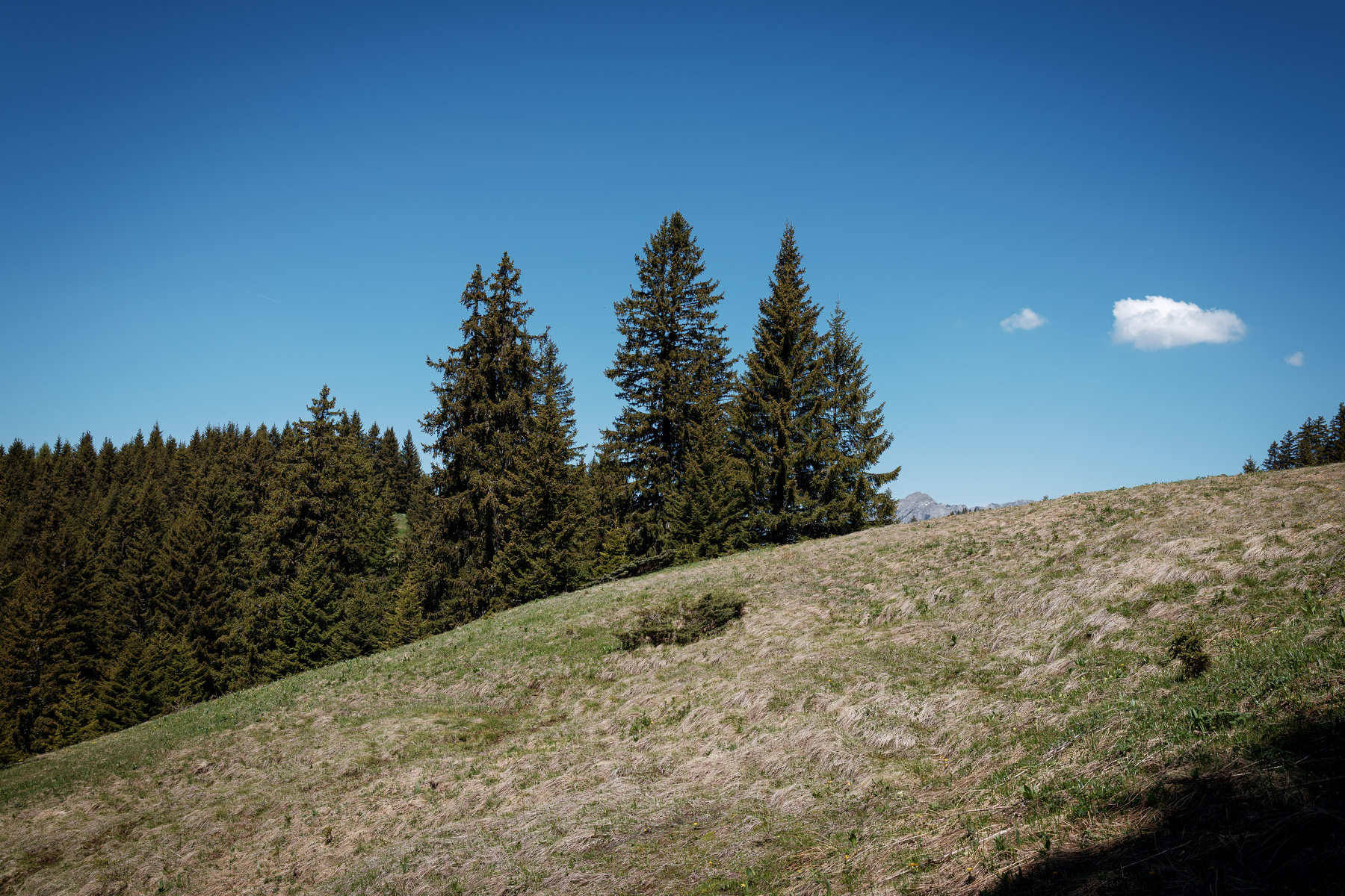 Auto-generated description: Un paysage naturel avec des arbres sur une colline sous un ciel bleu.