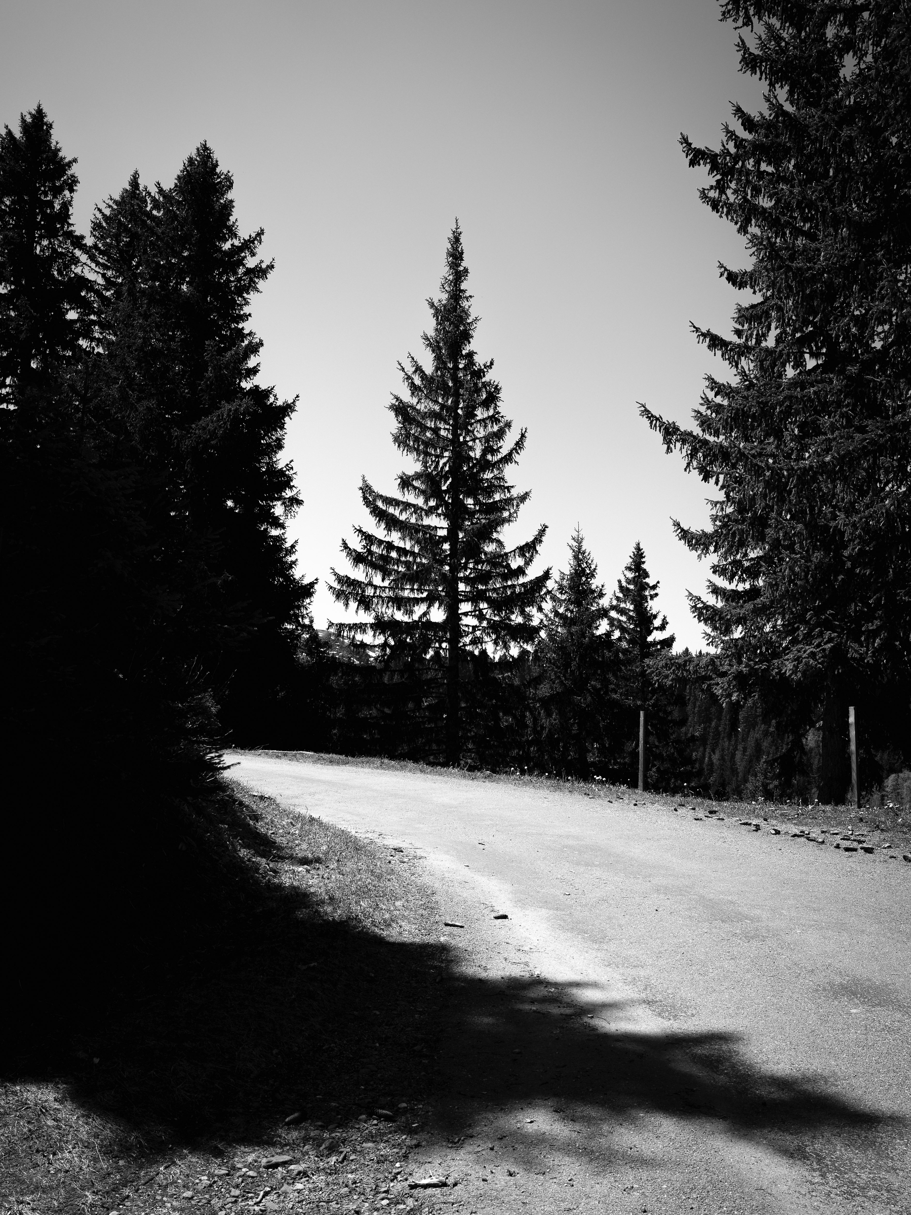Auto-generated description: Une route sinueuse traverse une forêt de sapins, illuminée par une lumière contrastante.