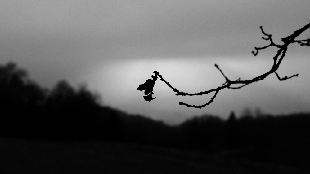 Une branche d'arbre avec quelques feuilles se détache en silhouette sur un fond de ciel gris.