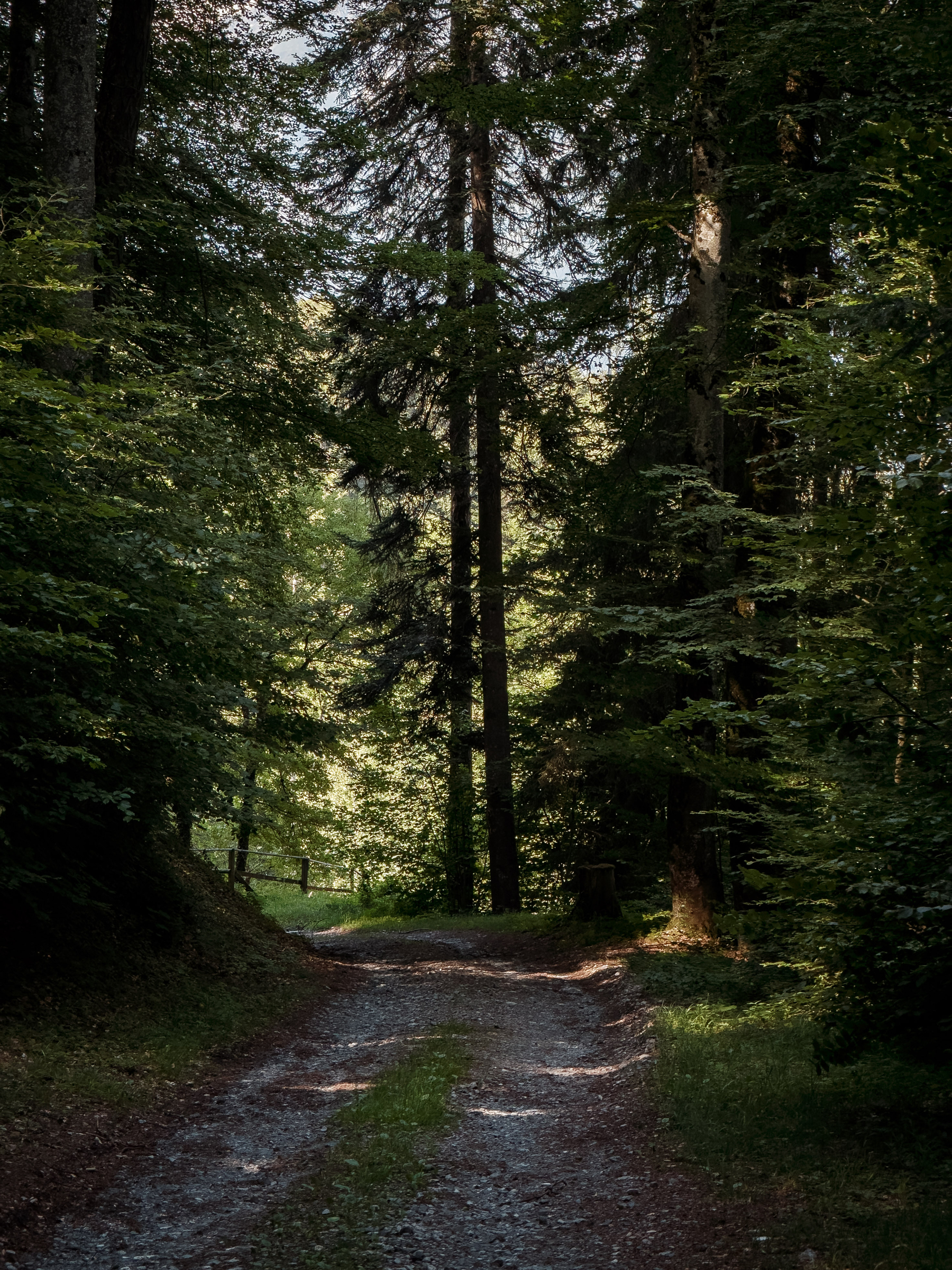 Auto-generated description: Un sentier de terre bordé d'arbres denses traverse une forêt baignée par une lumière douce filtrant à travers le feuillage.