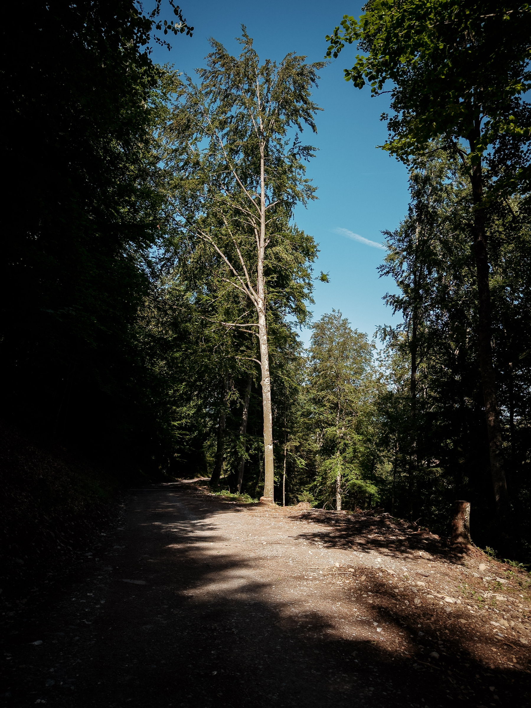 Auto-generated description: Un sentier de terre traverse une forêt avec un arbre élancé au centre sous un ciel bleu clair.