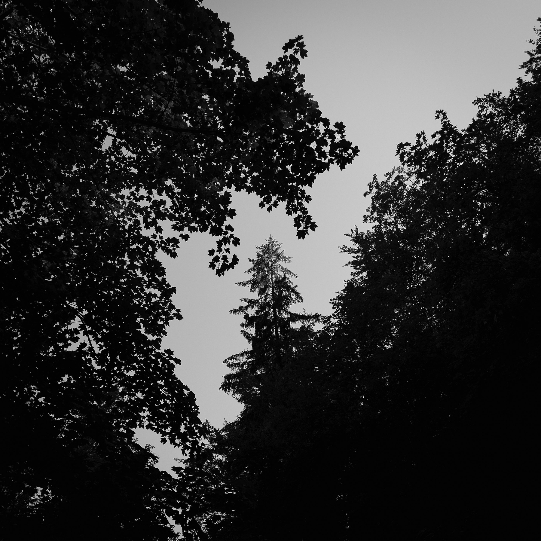 Auto-generated description: Un paysage naturel en silhouette montre des arbres denses en contre-jour avec un ciel clair en arrière-plan.