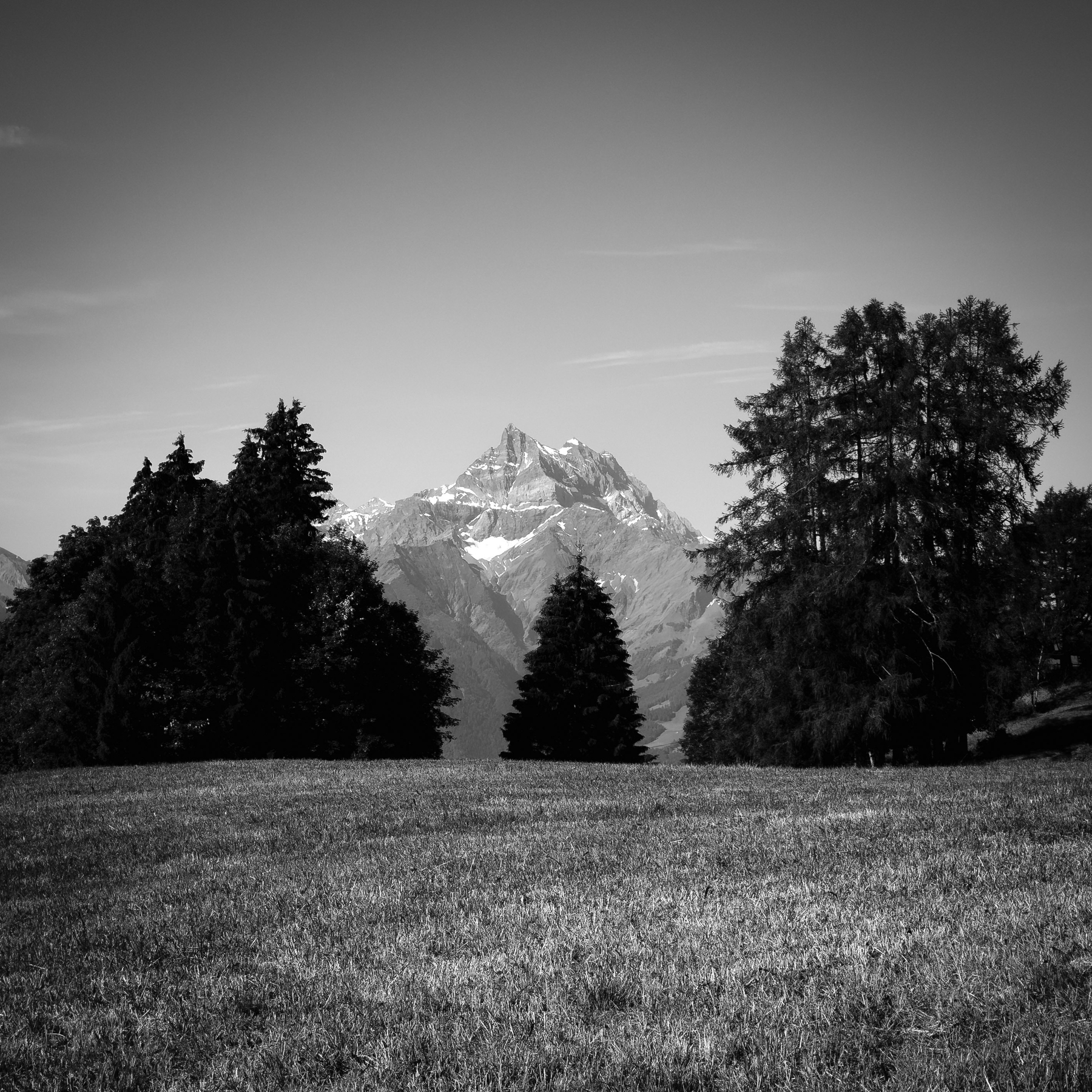 Auto-generated description: Un paysage naturel avec une clairière herbeuse entourée d'arbres et une montagne enneigée visible à l'arrière-plan.