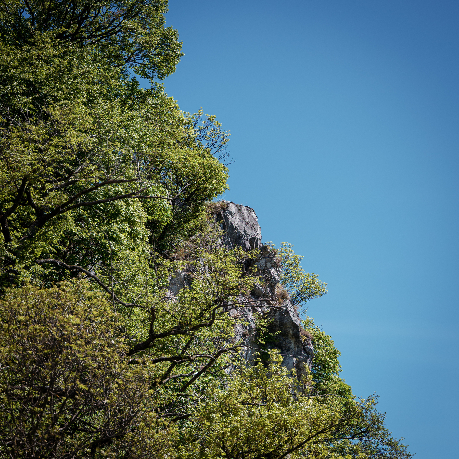Auto-generated description: Des arbres verdoyants entourent un affleurement rocheux sous un ciel bleu clair.