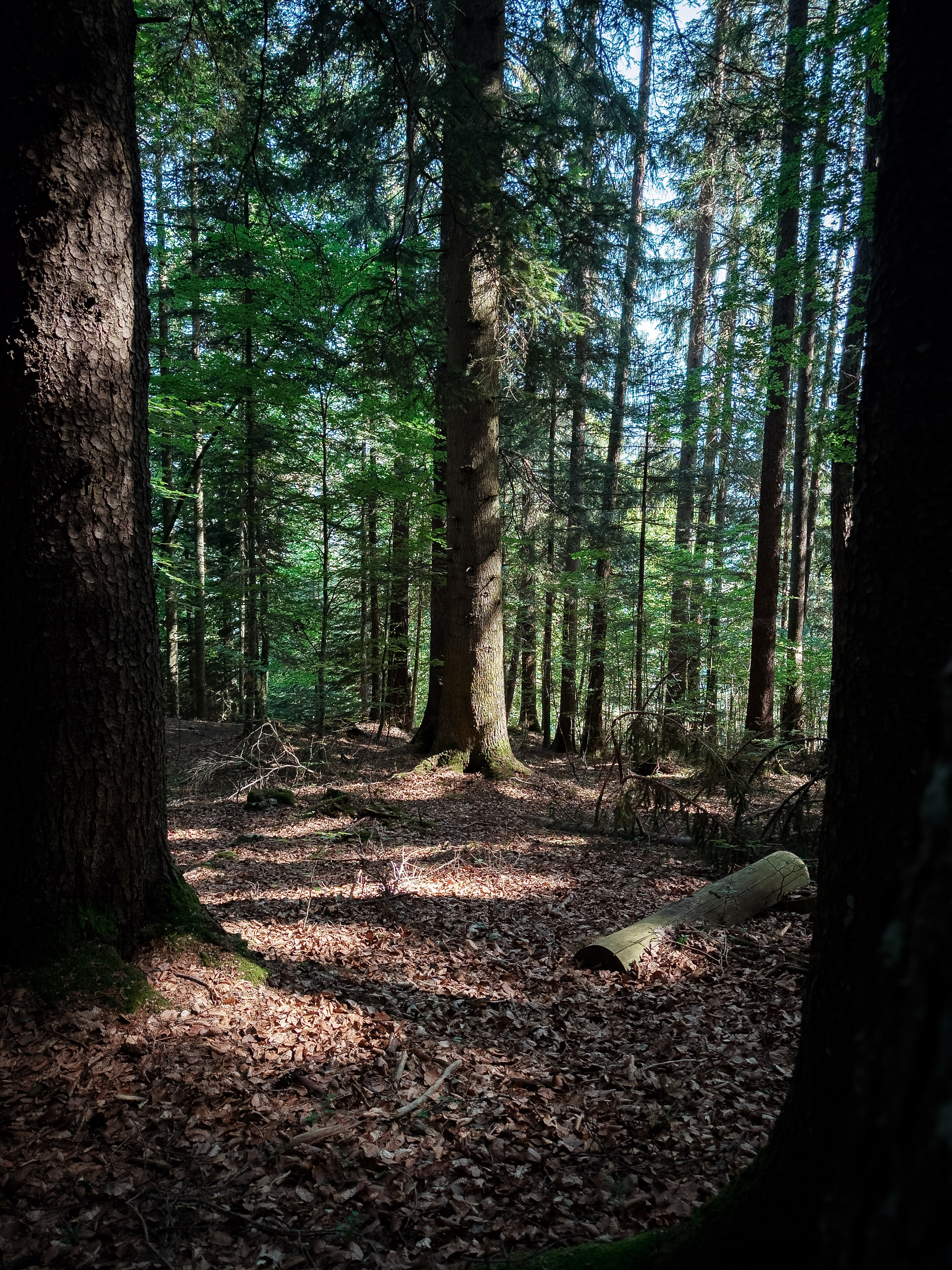 Auto-generated description: Une clairière dans une forêt dense est éclairée par les rayons du soleil filtrant à travers les arbres hauts et feuillus.