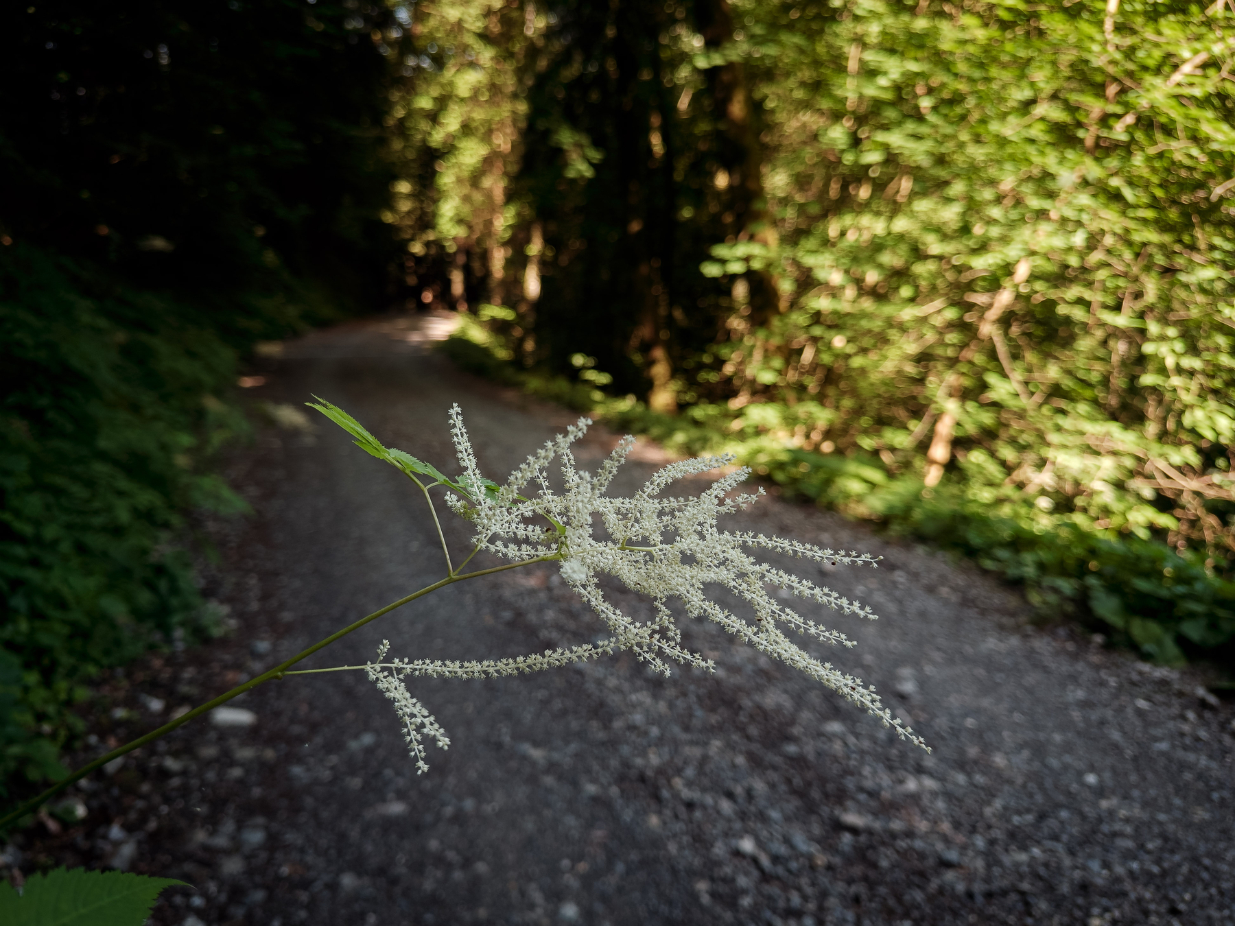 Auto-generated description: Une plante à fleurs blanches délicates est en premier plan devant un chemin de terre bordé de verdure dense et d'arbres.