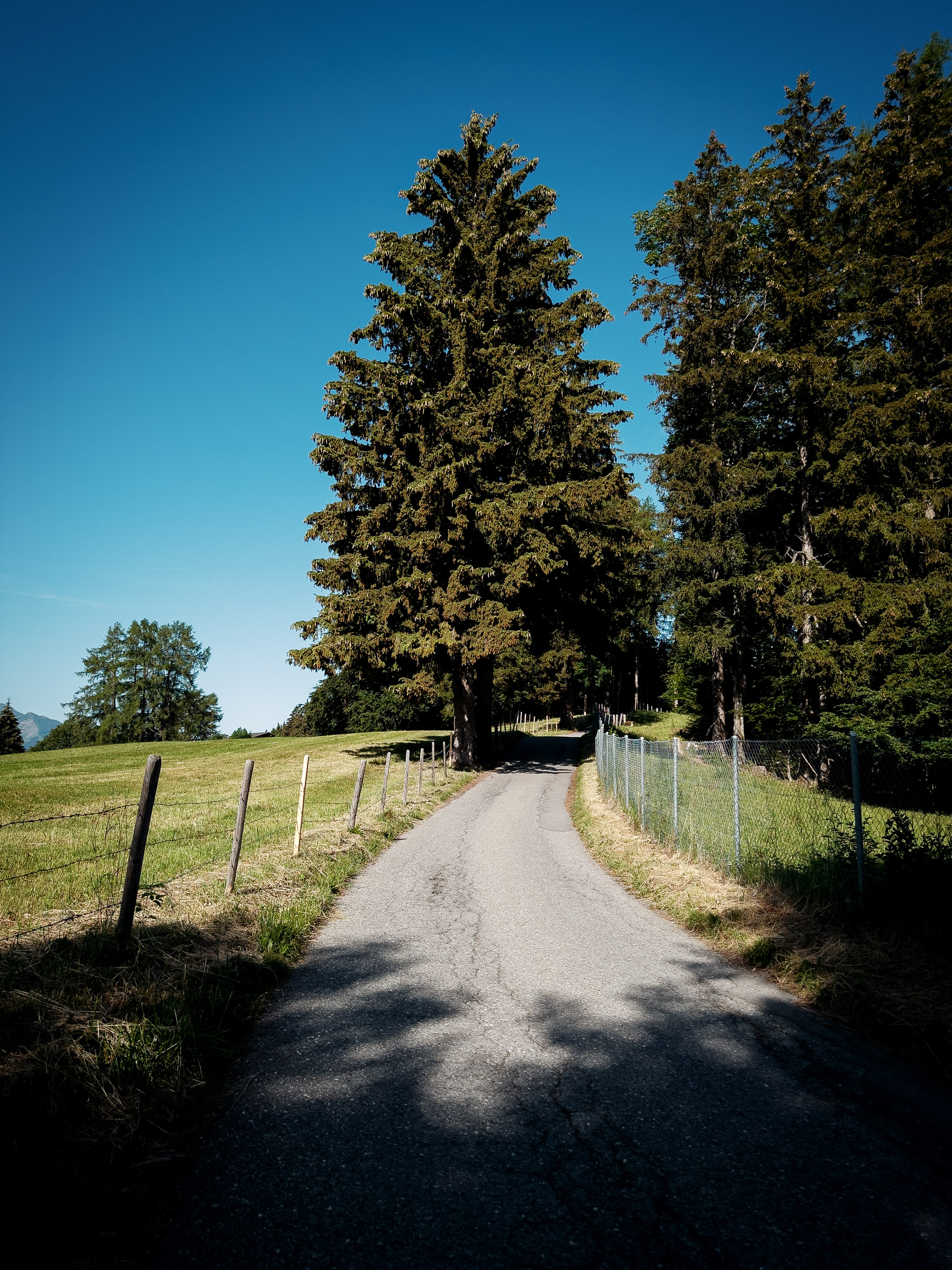 Auto-generated description: Un chemin étroit borde un champ verdoyant et est entouré d'arbres sous un ciel bleu clair.
