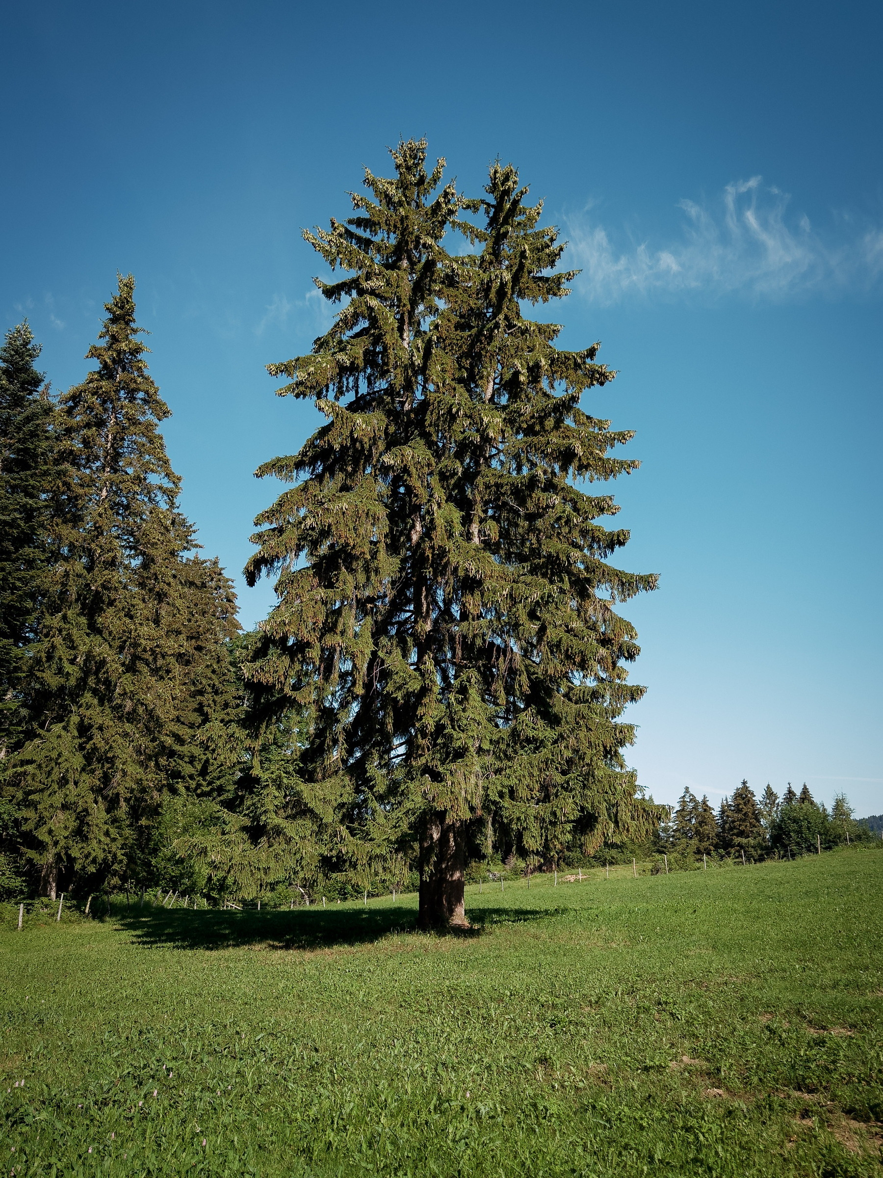 Auto-generated description: Un grand sapin isolé se dresse au milieu d'un champ vert sous un ciel bleu clair.