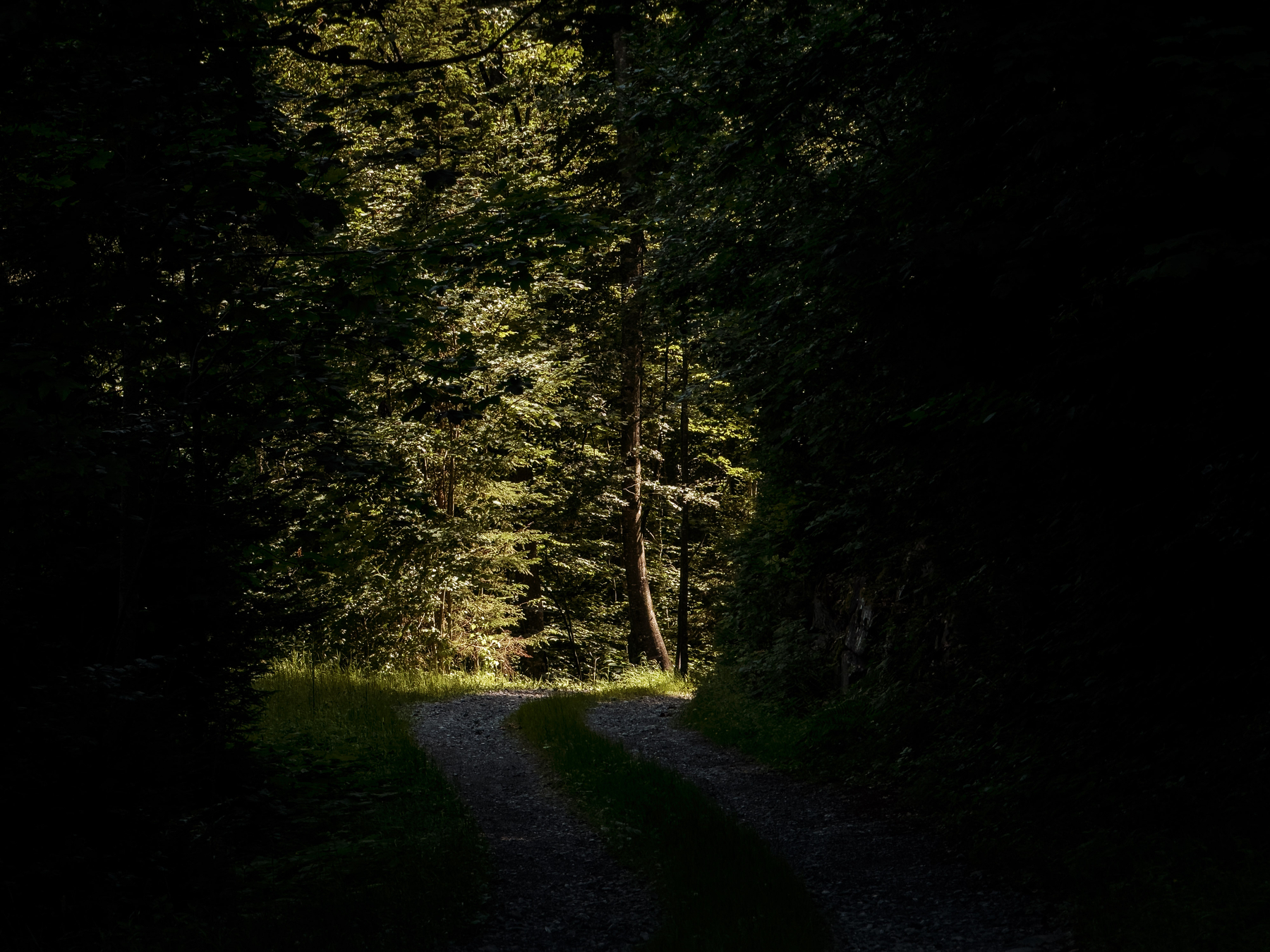Auto-generated description: Un chemin étroit traverse une forêt dense où la lumière du soleil filtre à travers les arbres.
