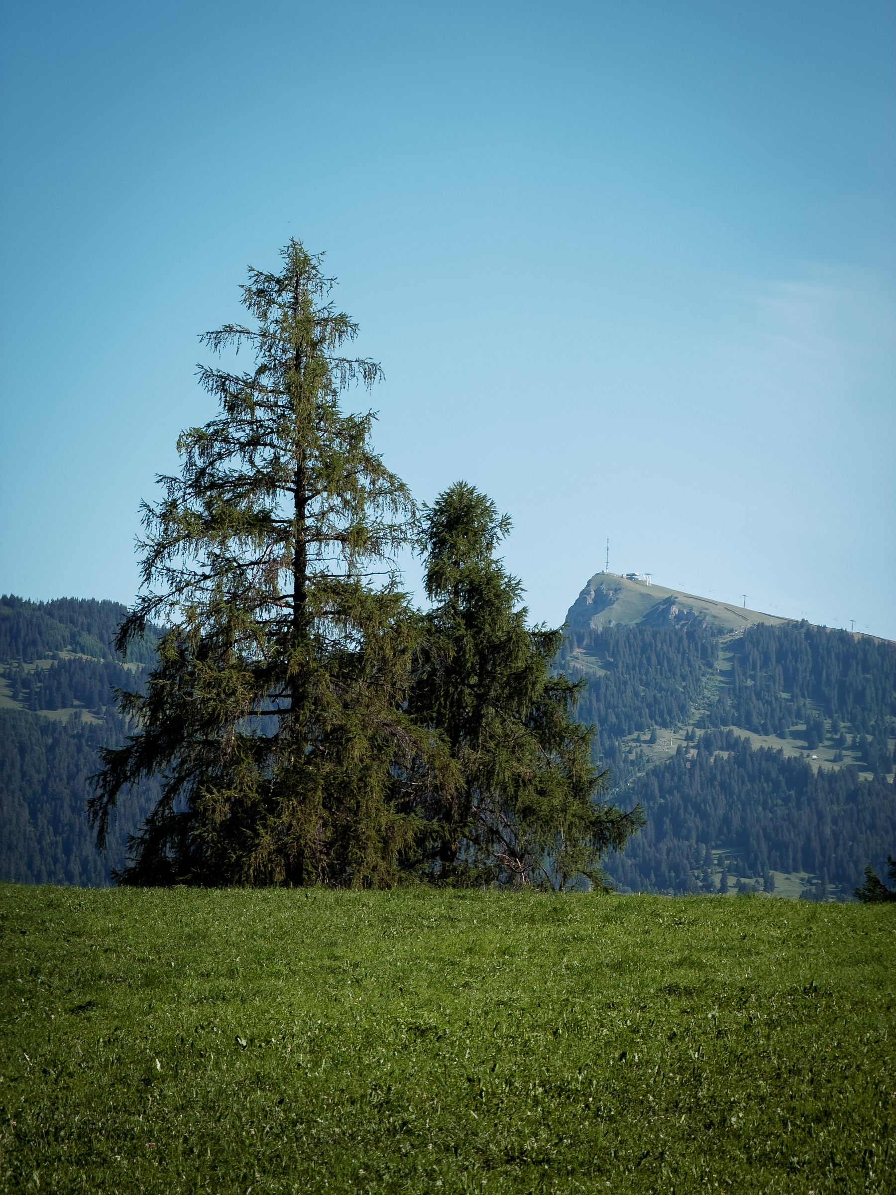 Auto-generated description: Un groupe d'arbres vert foncé se dresse sur un champ herbeux avec une montagne escarpée en arrière-plan sous un ciel bleu clair.