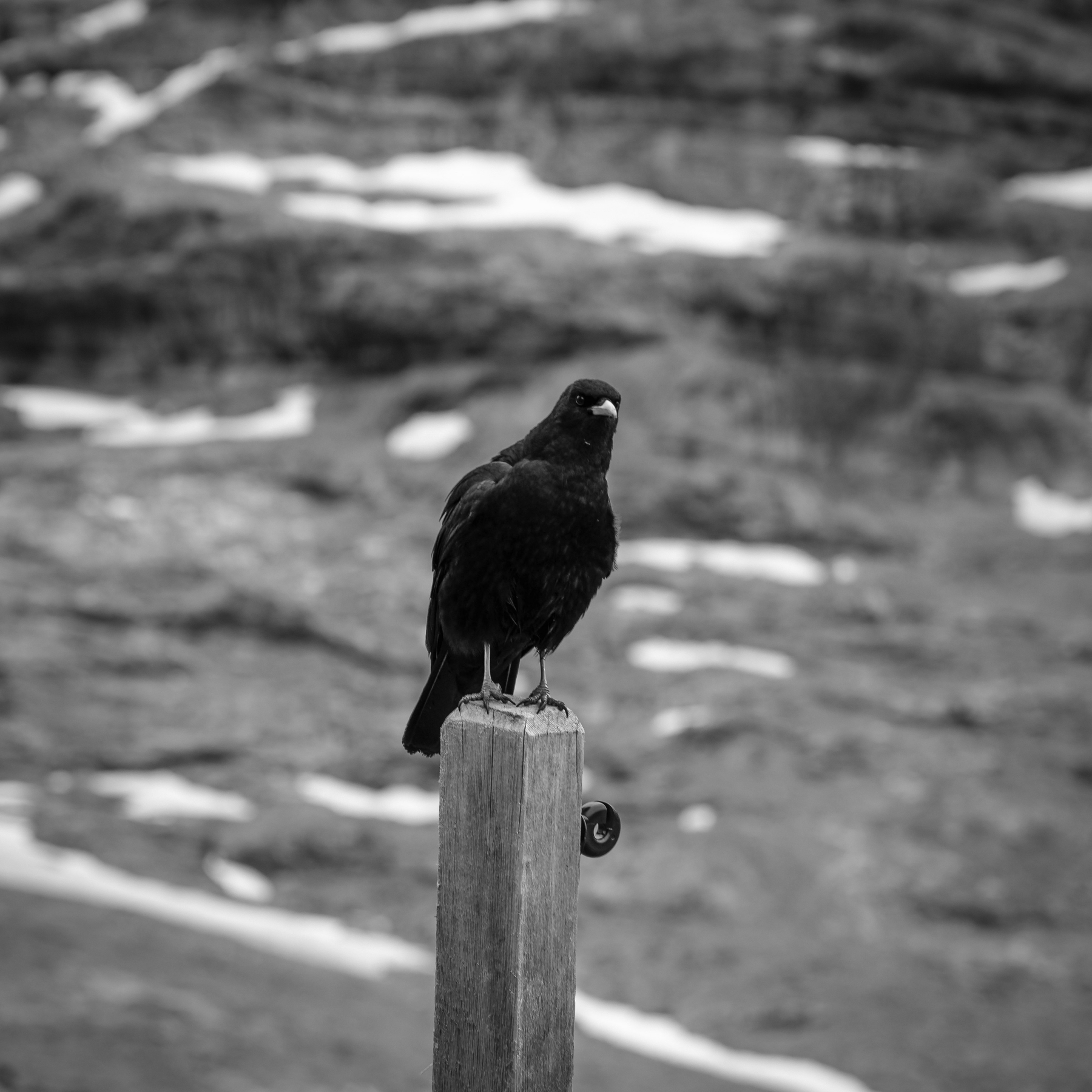 Un chocard est perché sur un poteau en bois devant un paysage enneigé.
