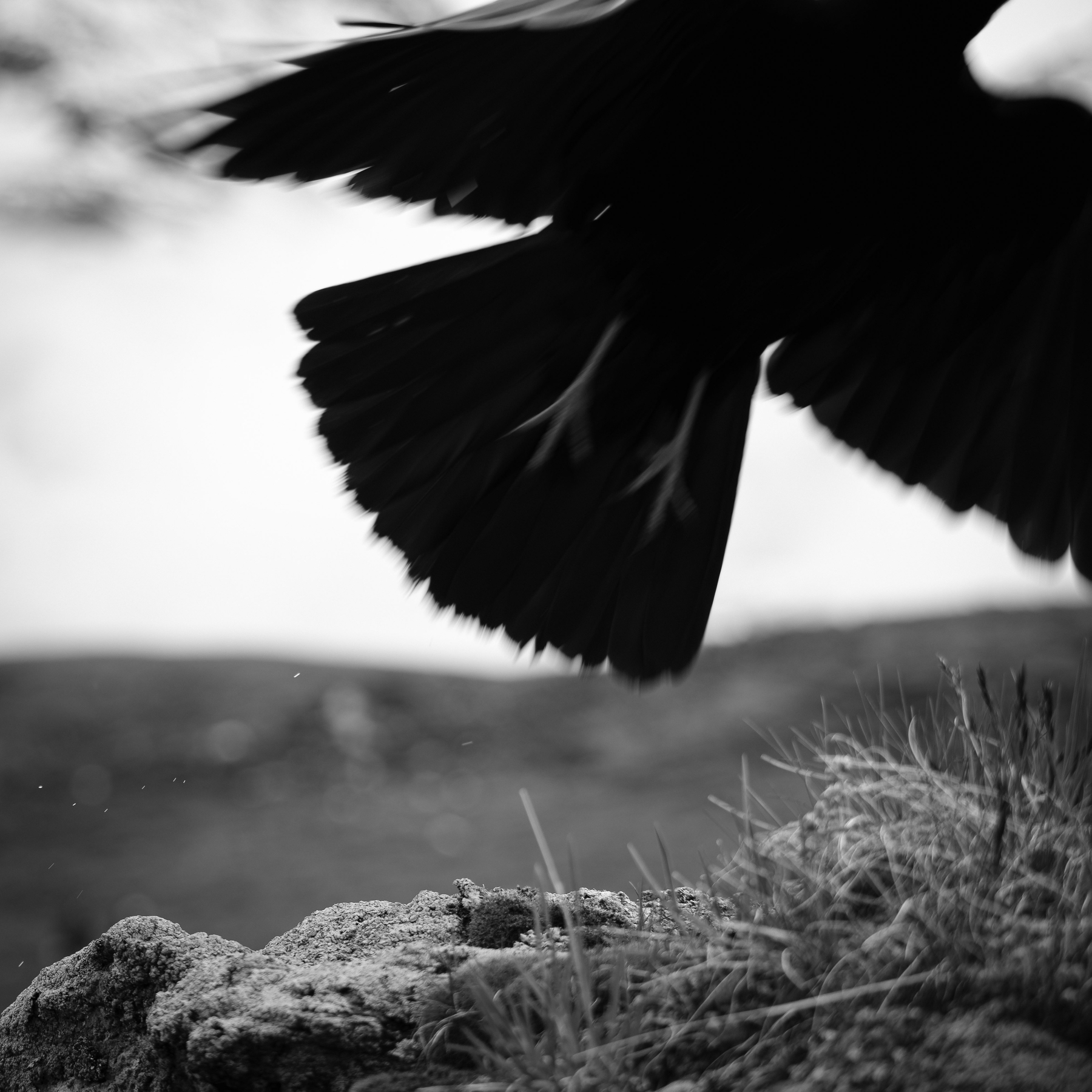 Un chocard en vol au-dessus d'un terrain rocheux, photographié en noir et blanc.