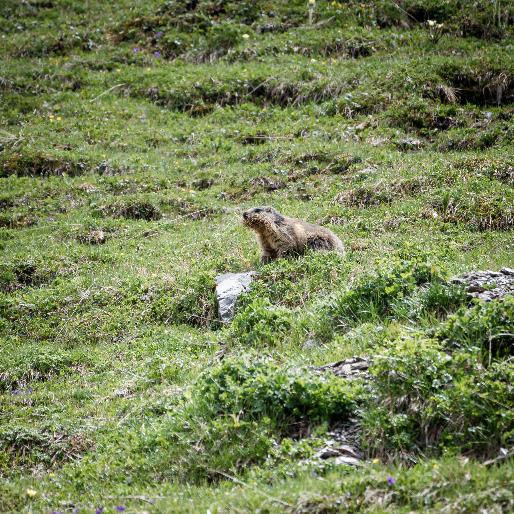 Une marmotte se tient sur l'herbe verte dans un paysage de montagne.