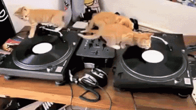Auto-generated description: Three kittens are walking on two turntables, creating a playful and chaotic scene.