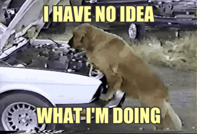 Auto-generated description: A large dog is leaning over the engine of a car with the caption I HAVE NO IDEA WHAT I'M DOING.