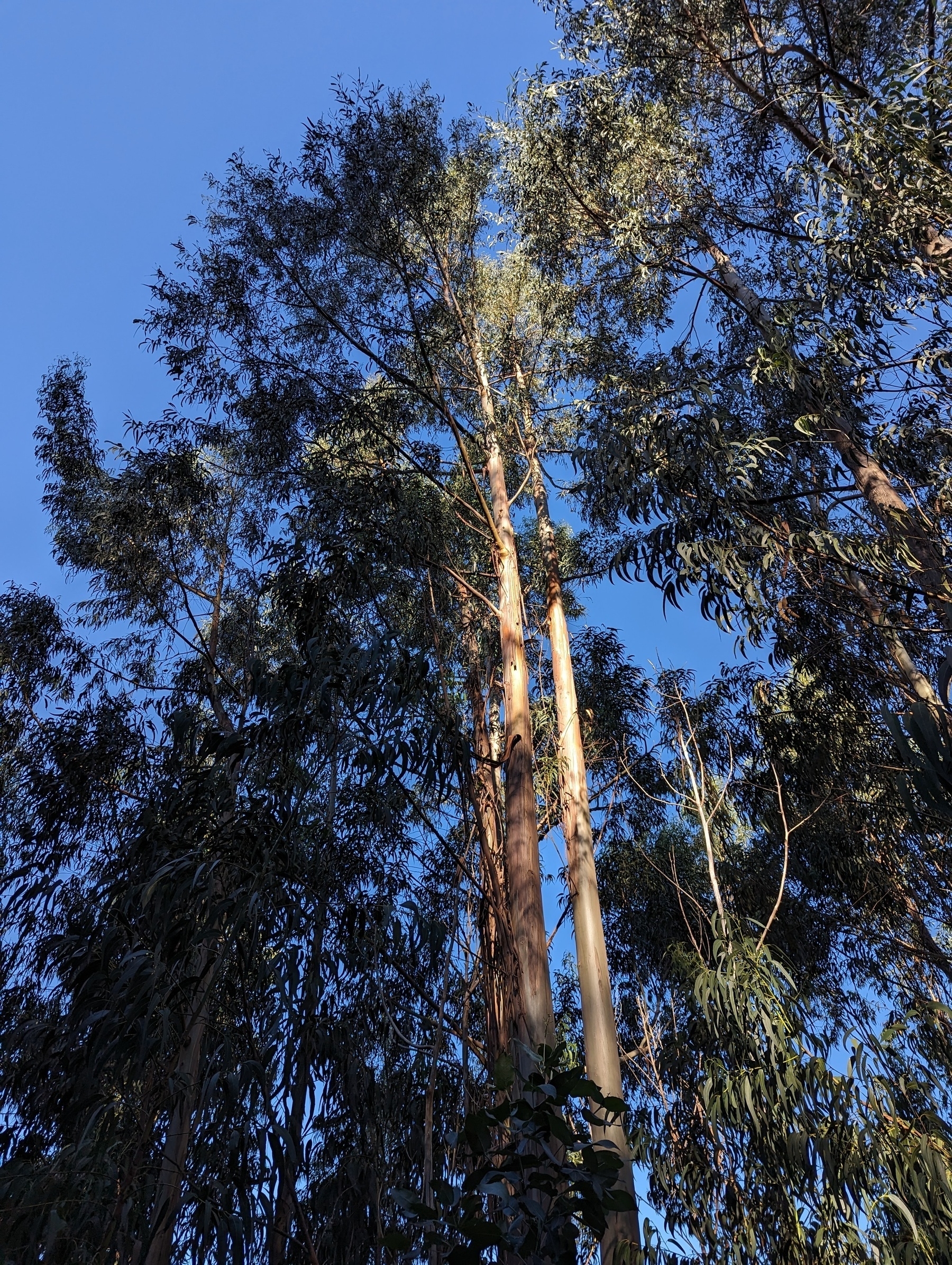 Levada Nova, Eukalyptuswald