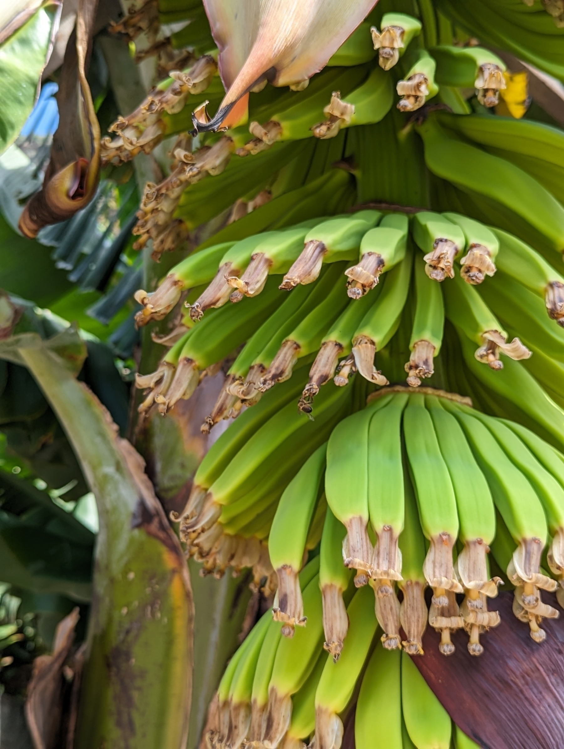 Bananen im Vorgarten in Jardim do Mar, Madeira