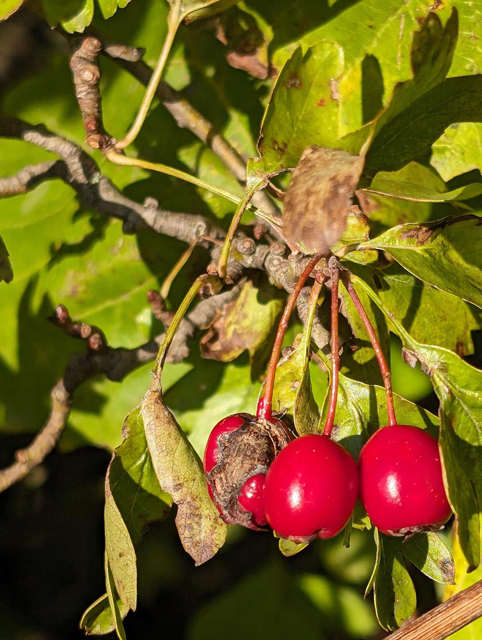 Rote Beeren in der Herbstsonne