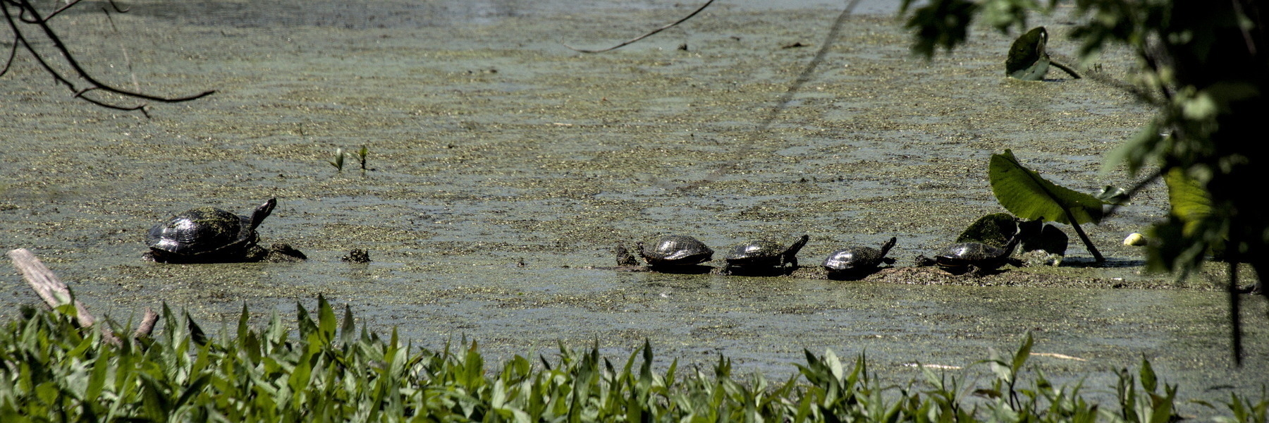 Turtles on a log, one large, four small.
