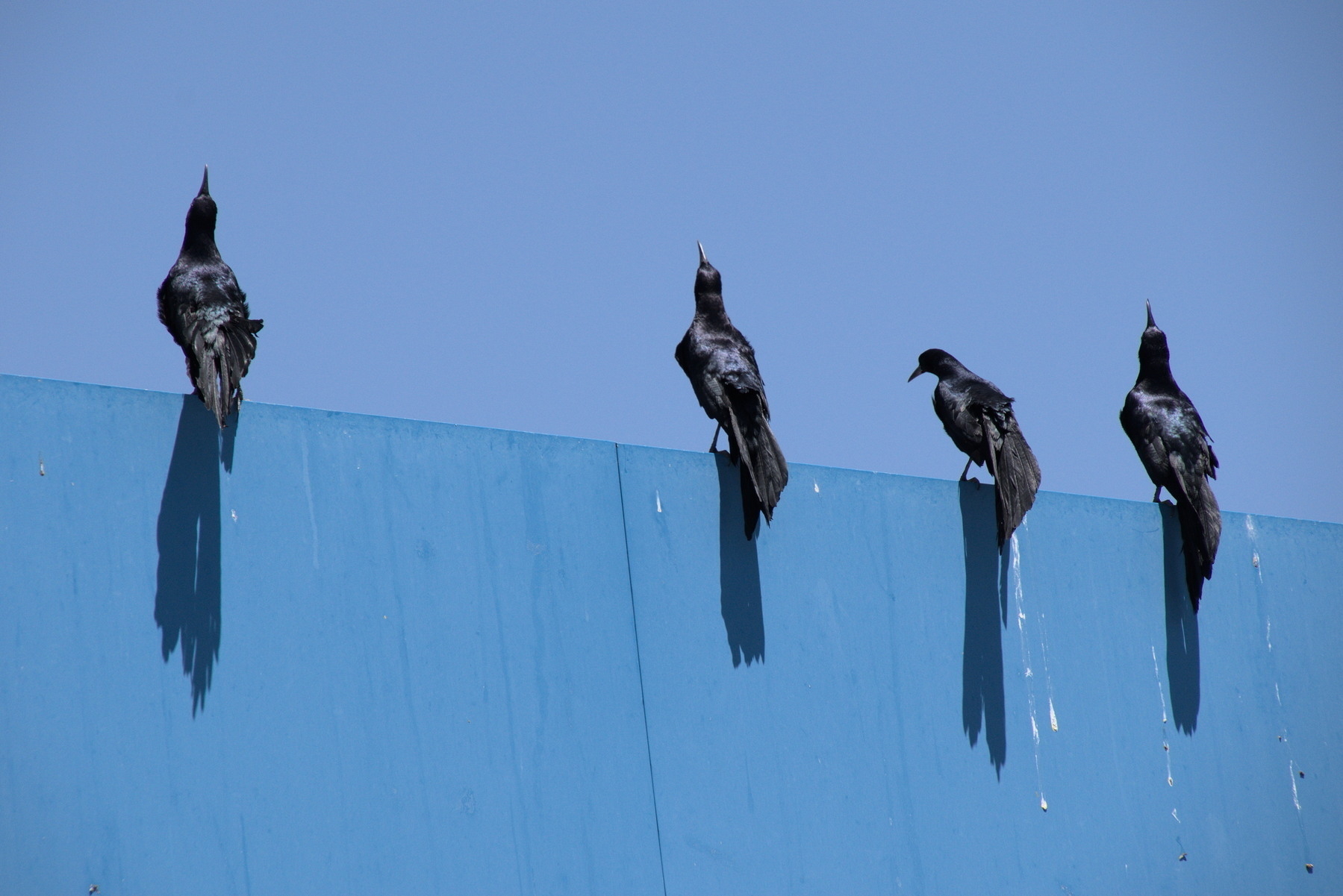 Four Great-tailed Grackles doing a territorial display.