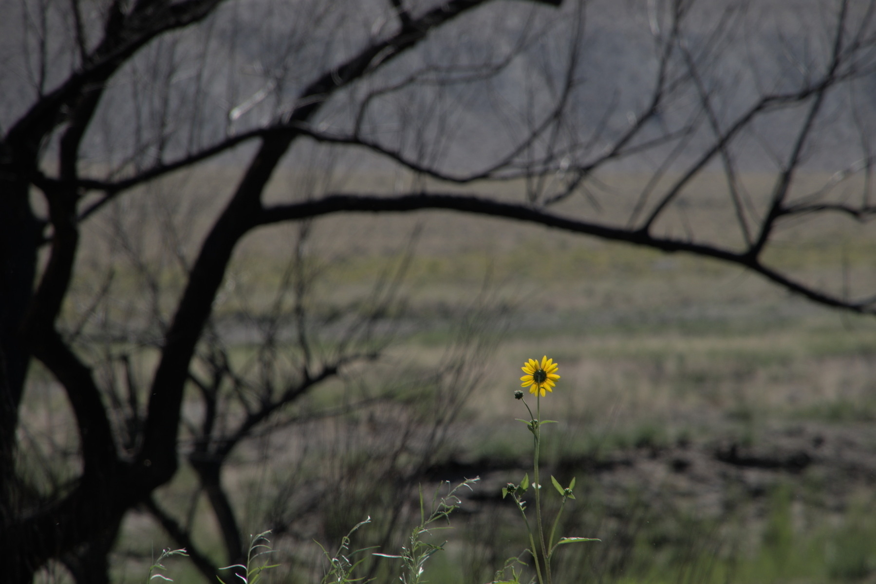 Black, burned trees in  a desert valley frame a single yellow flower, newly bloomed.