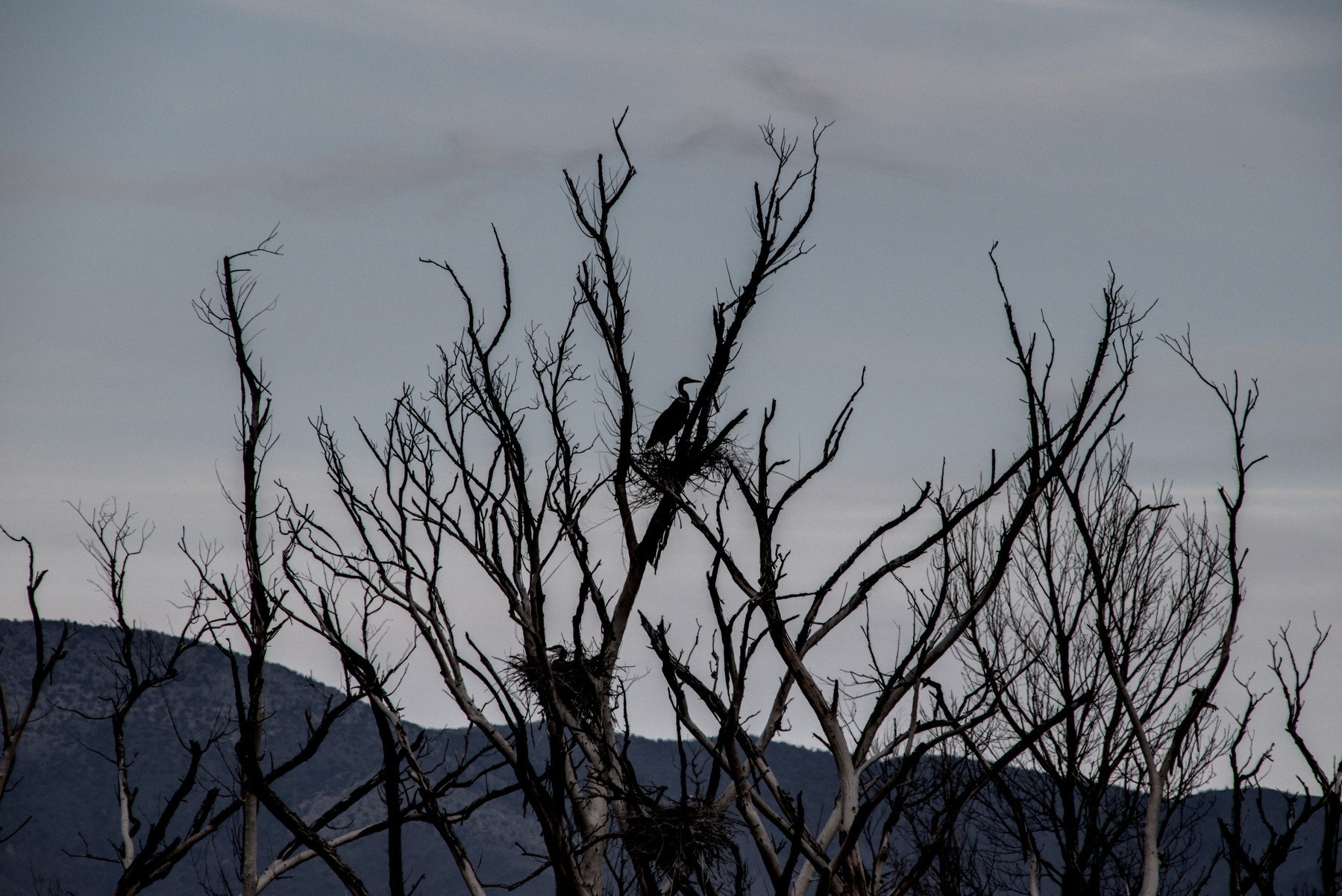 Bare tree-tops with two Great Blue Herons, each on its own nest.