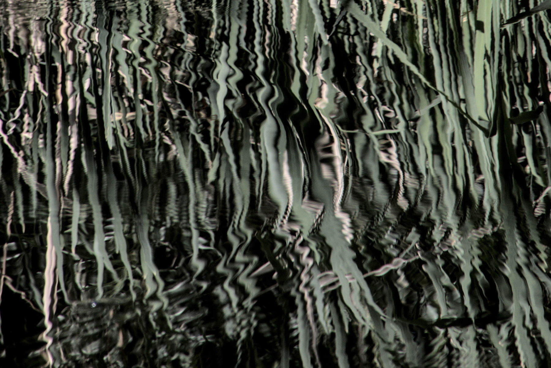 Green reeds reflected in the ripples of a pond.