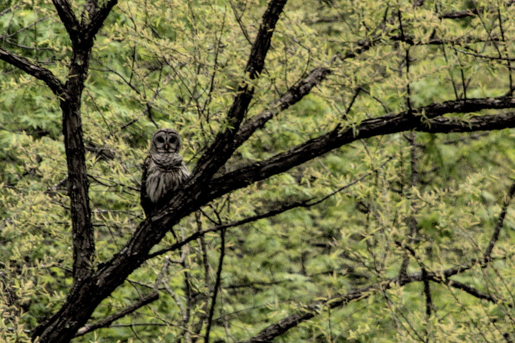 Barred Owl in the fork of a tree.