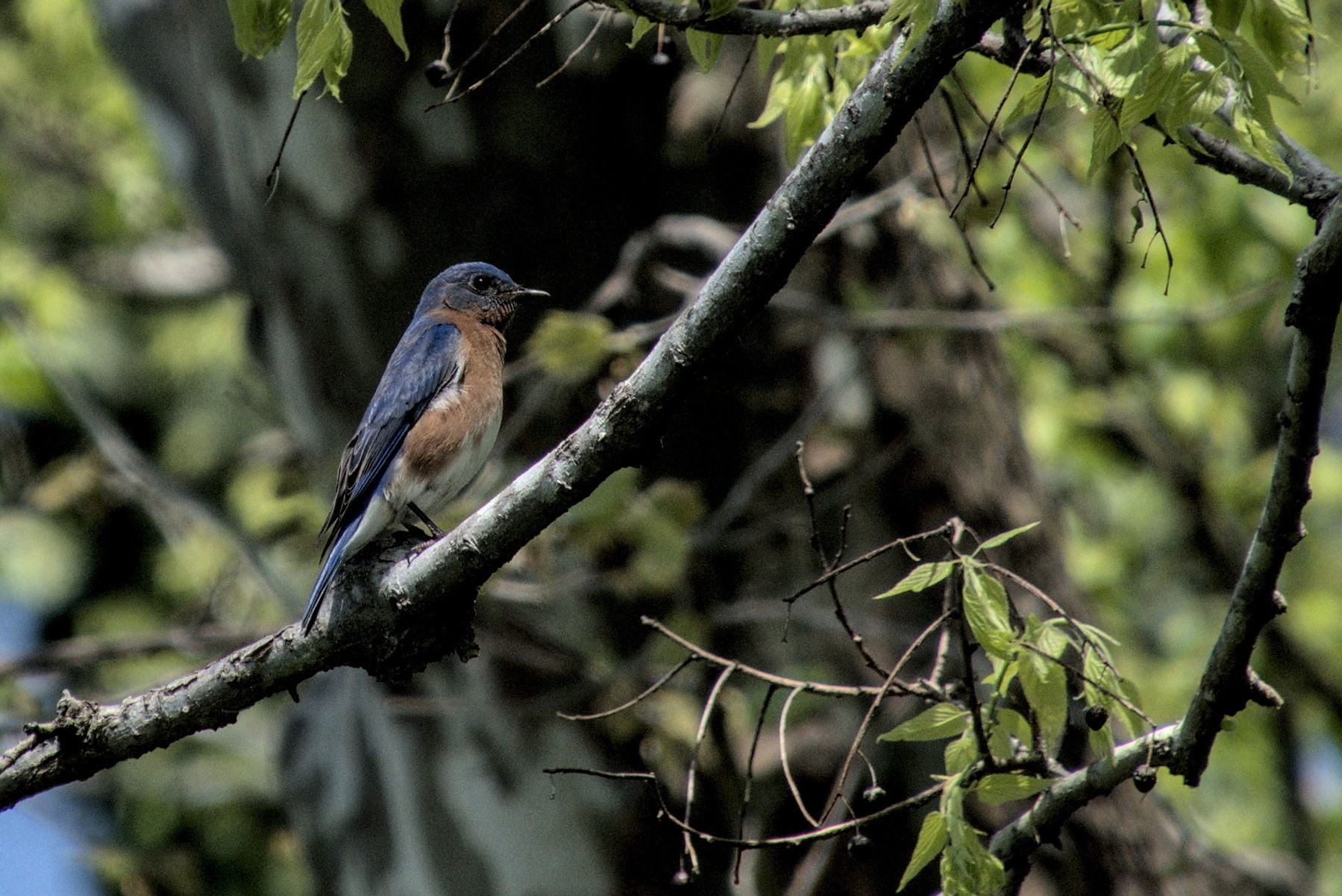 Eastern Bluebird in tree.
