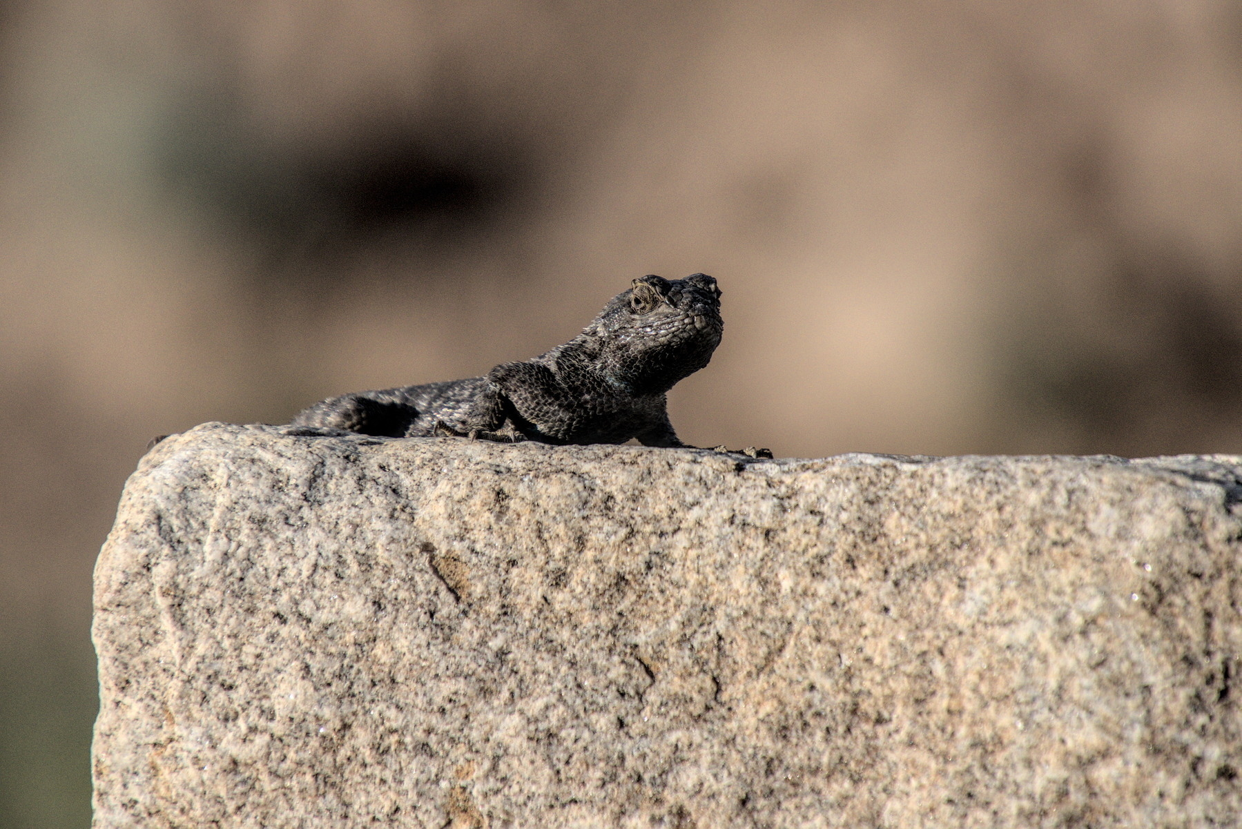 Lizard sunning on  a piece of granite.