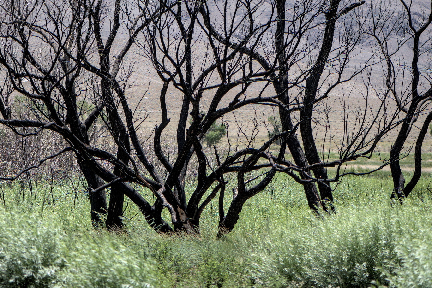 Trees blackened by fire amid tall green grasses.